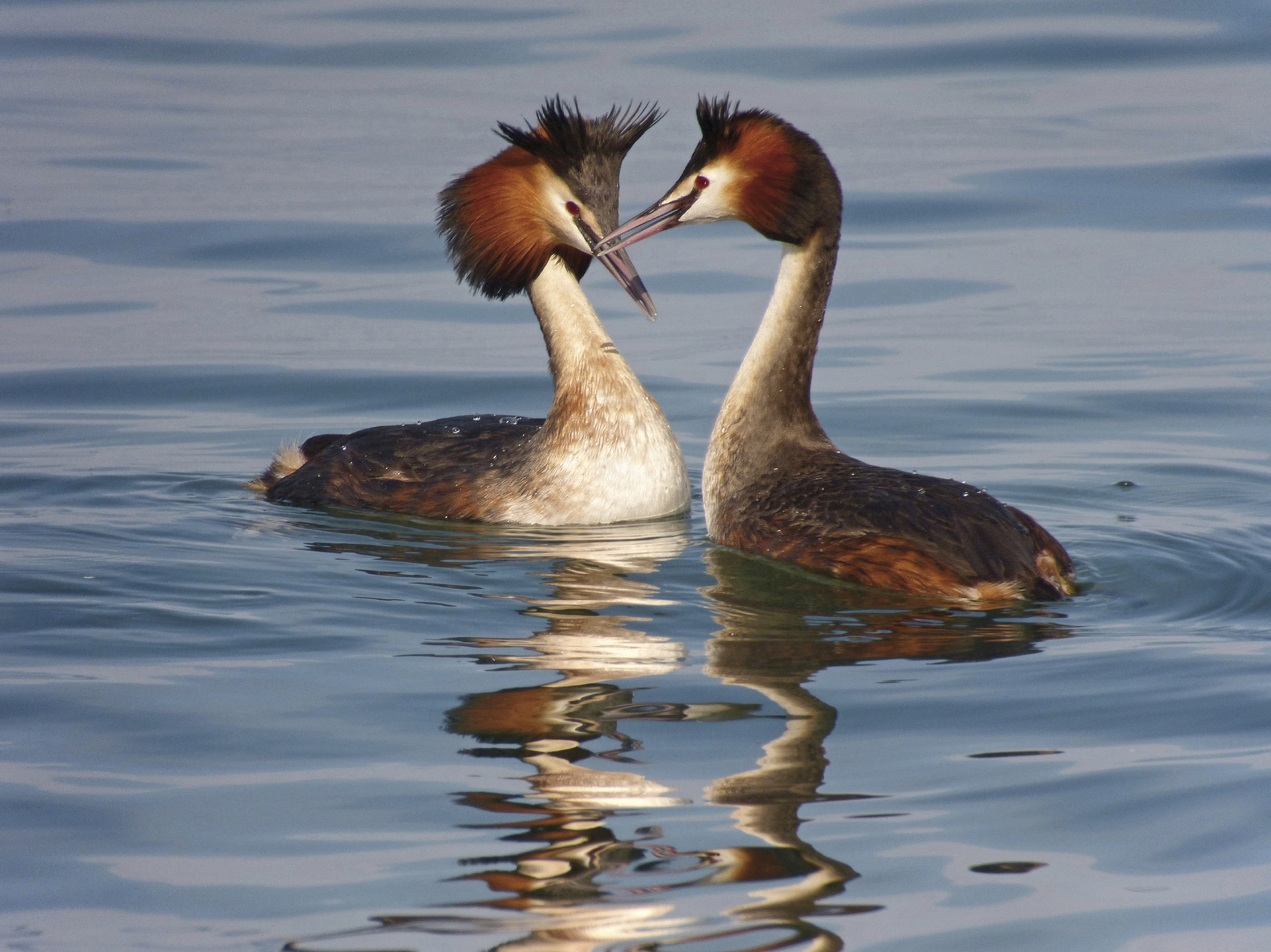 Great crested Grebes.