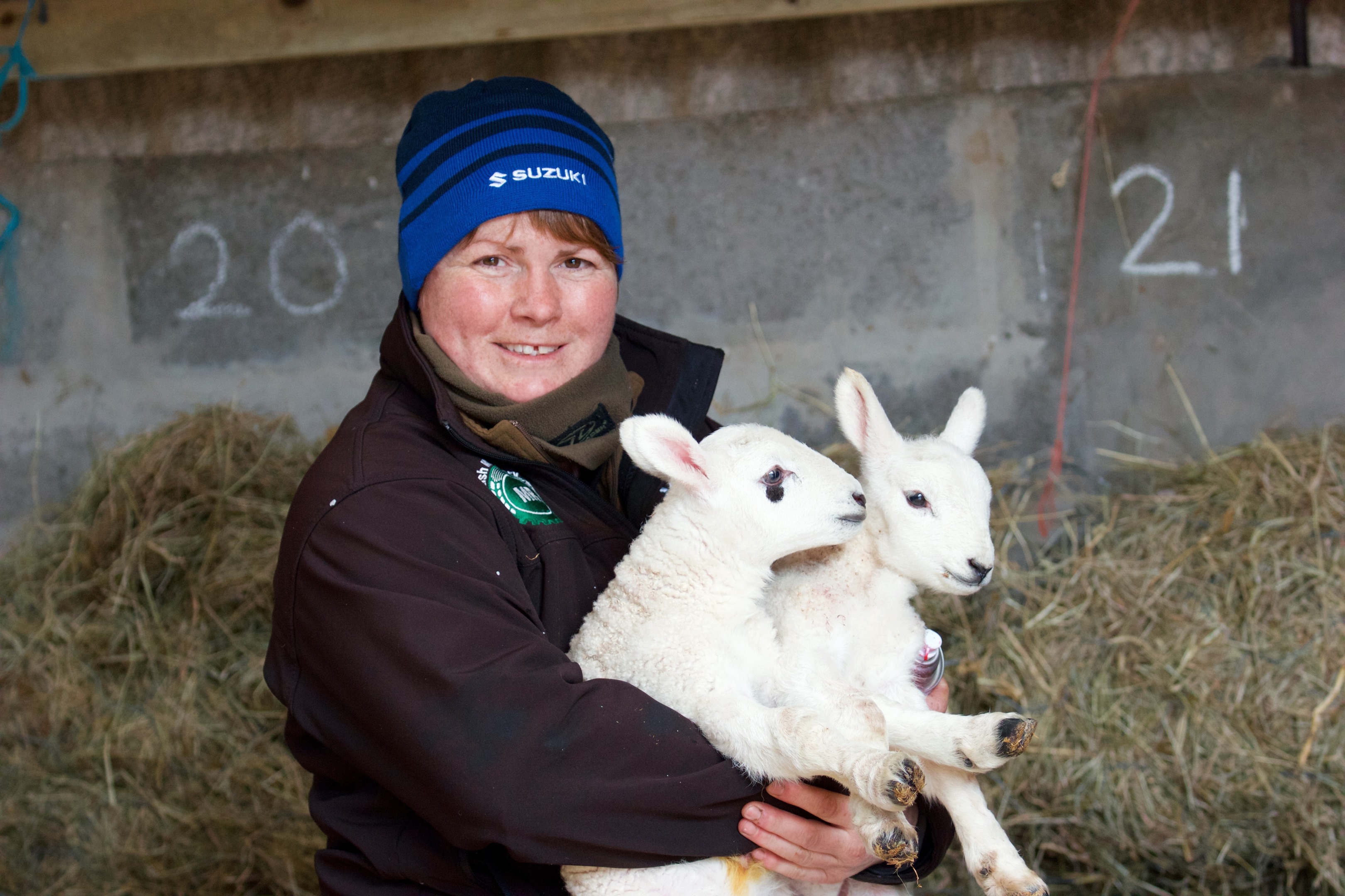 Mealtimes are spent in the lambing shed