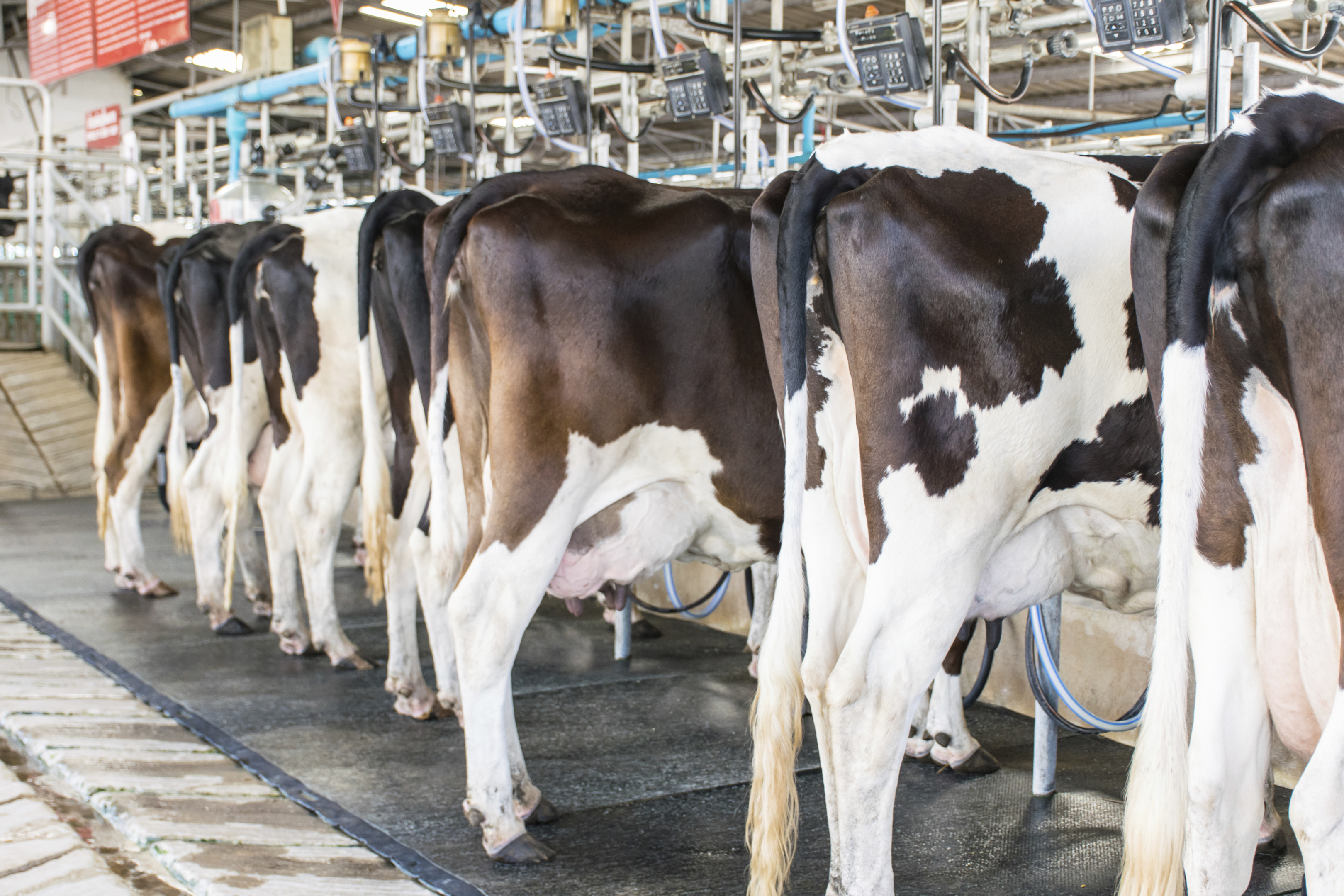 The Aberdeen factory processes milk from 43 farms