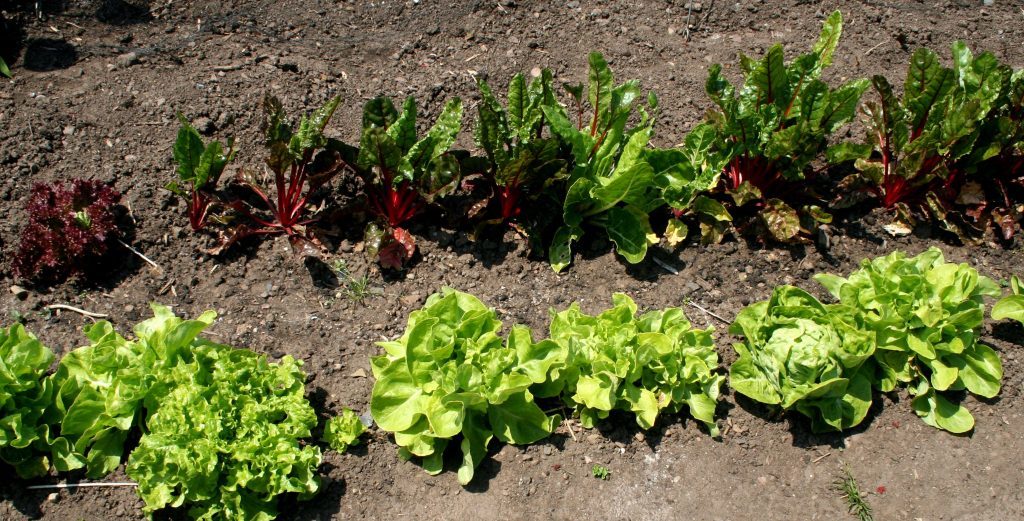 Overwintered lettuce and chard