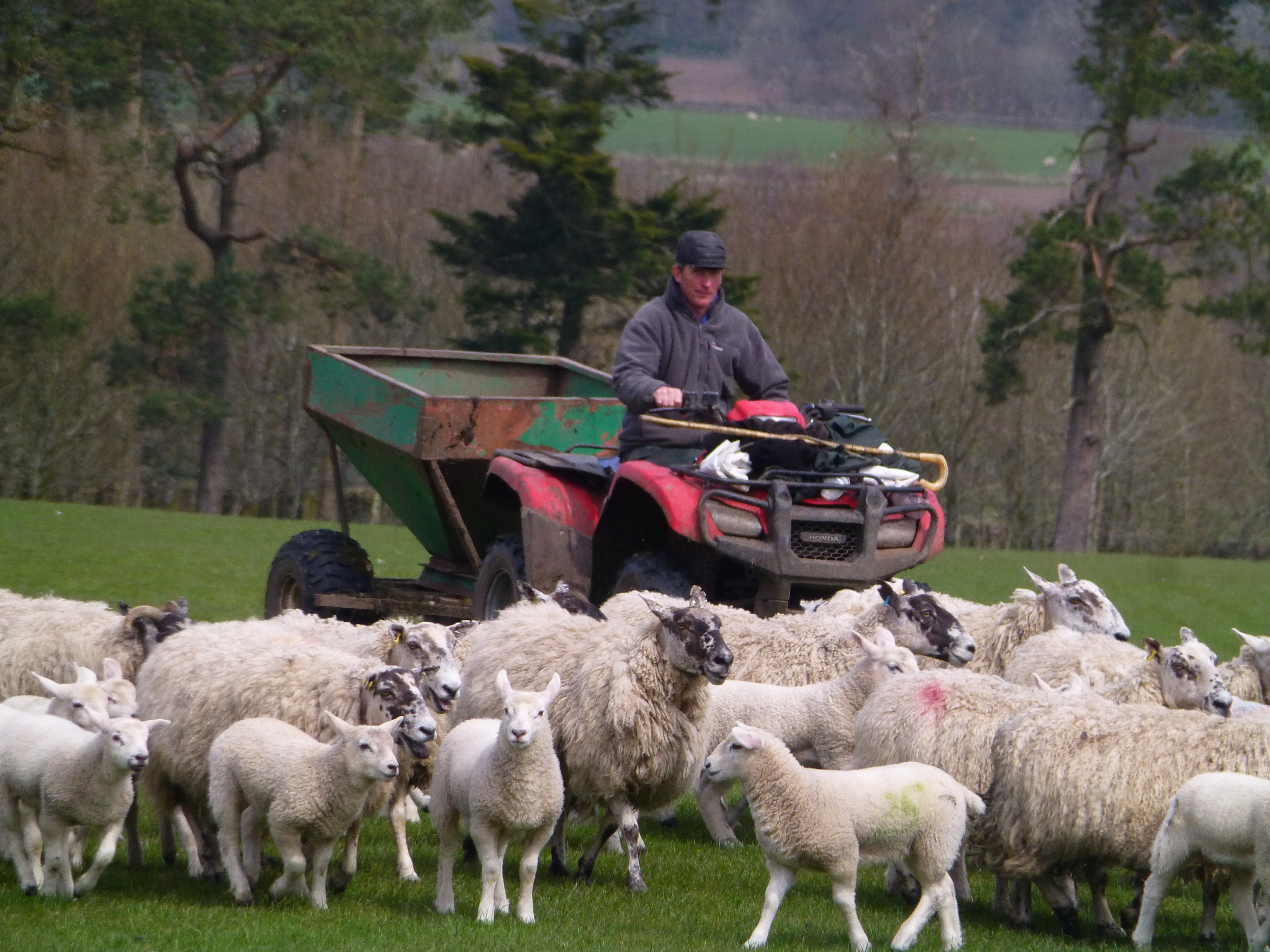 Blyth Bank flock manager David Wallace is preparing stock for the June 1 event