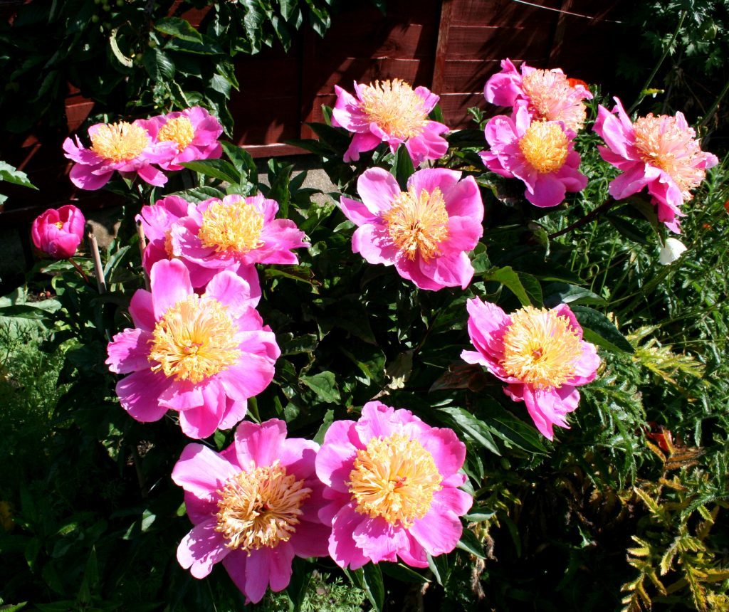 Peonia Doreen purchased at Ingliston