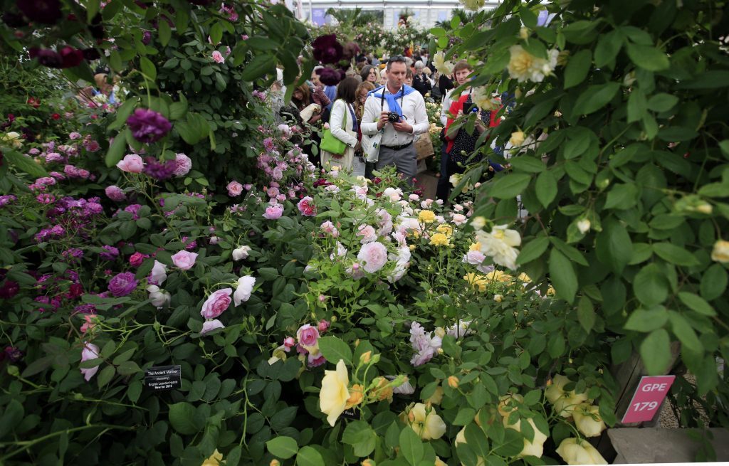 Visitors look at English roses on the display of David Austin Roses, which has been recognised with a gold award in the Great Pavilion awards at the 2016 RHS Chelsea Flower Show. 