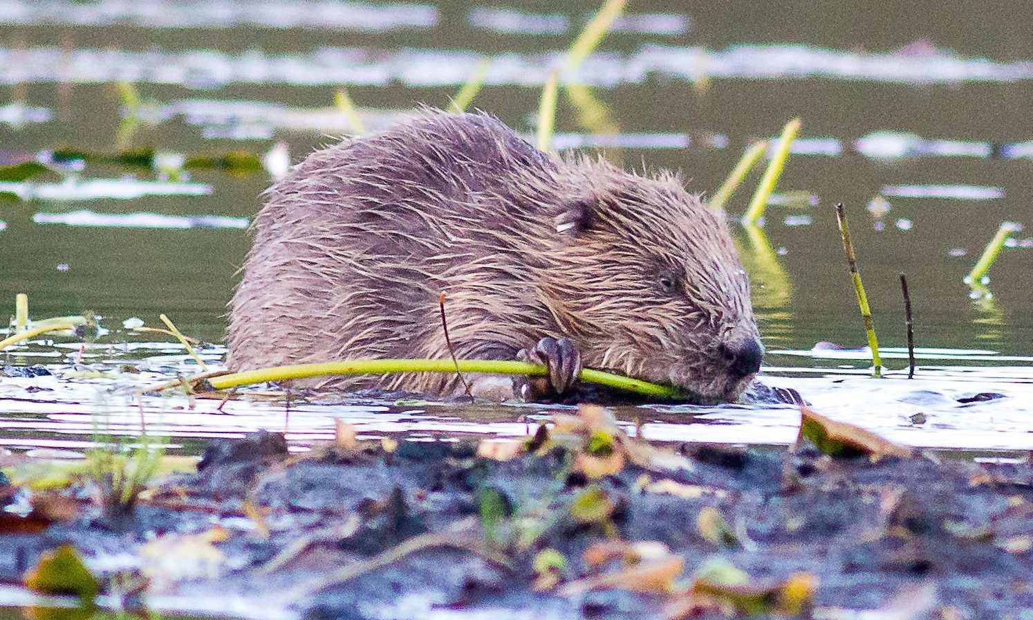 Beavers are to get protected status as eleventh-hour bid to block the new law fails.