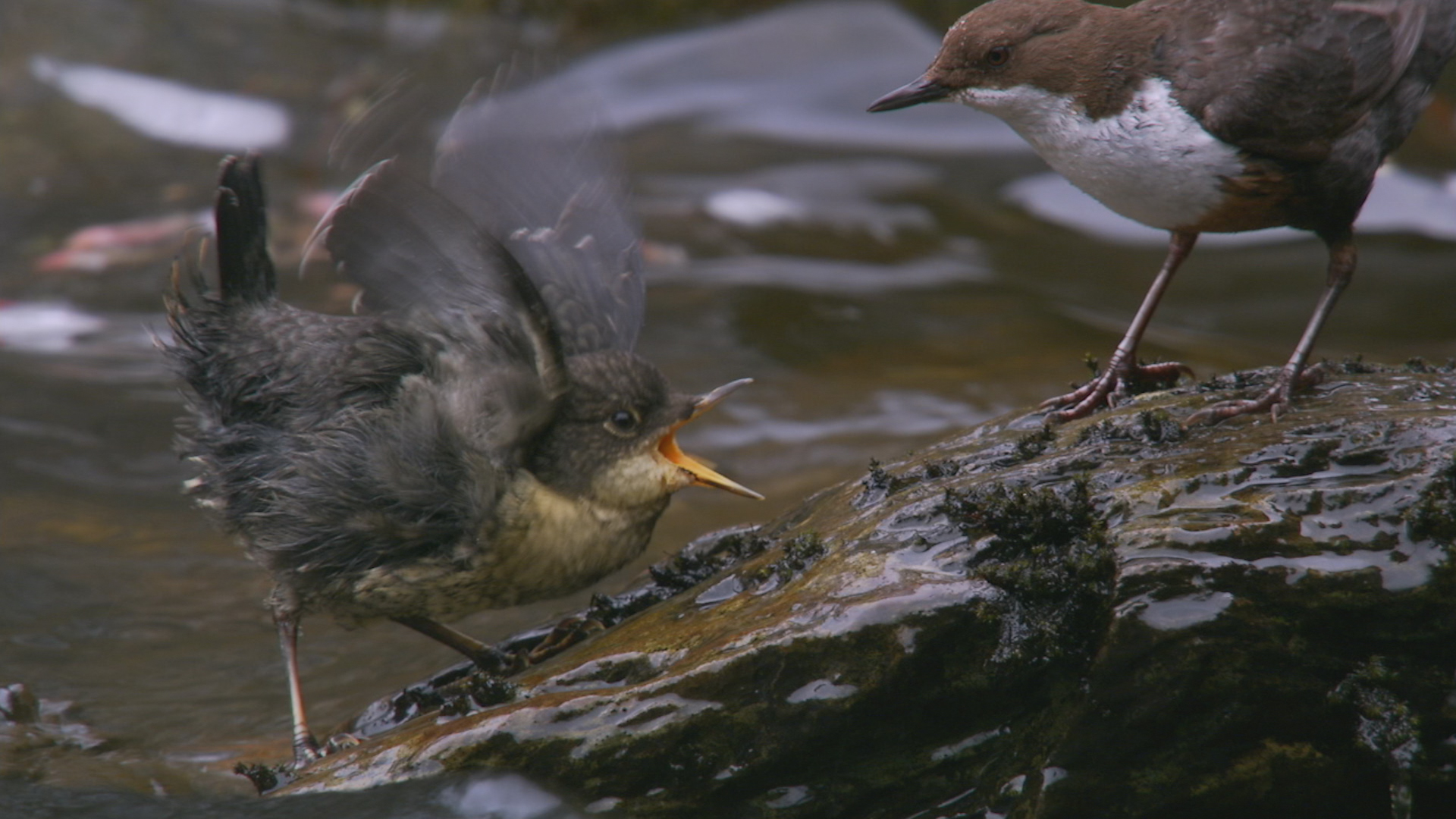 Dippers on the River Braan, which will feature in Highlands – Scotland’s Wild Heart.