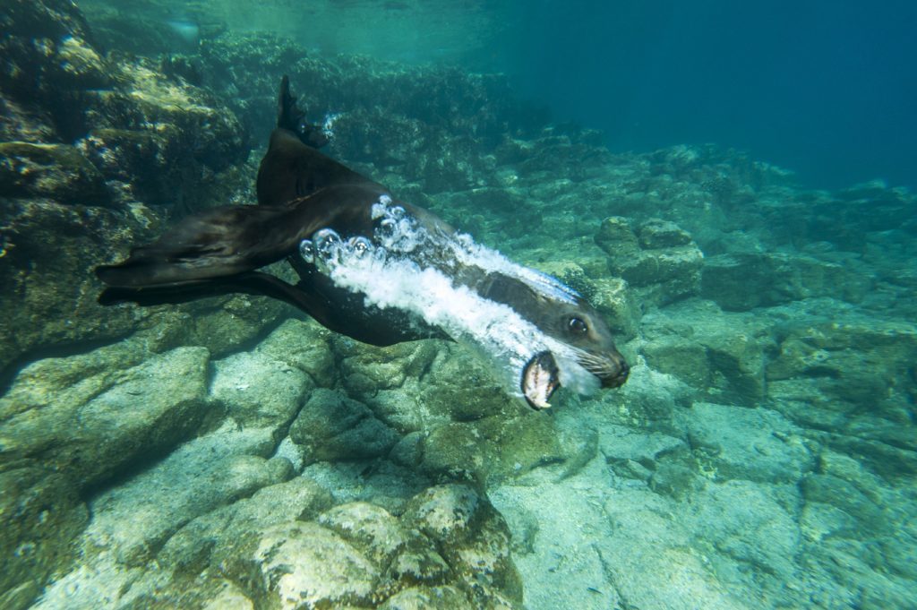 California Sea Lion swimming, Los Islotes, Baja Peninsula, Mexico. 