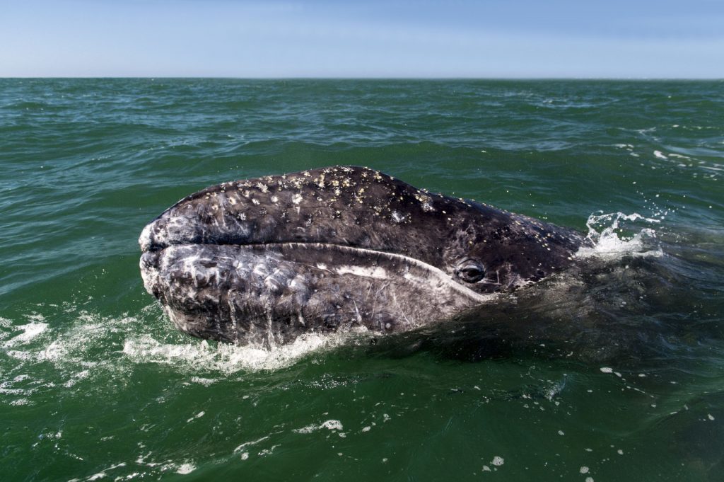 Photo of Gray Whale, San Ignacio lagoon, Baja Peninsula. 