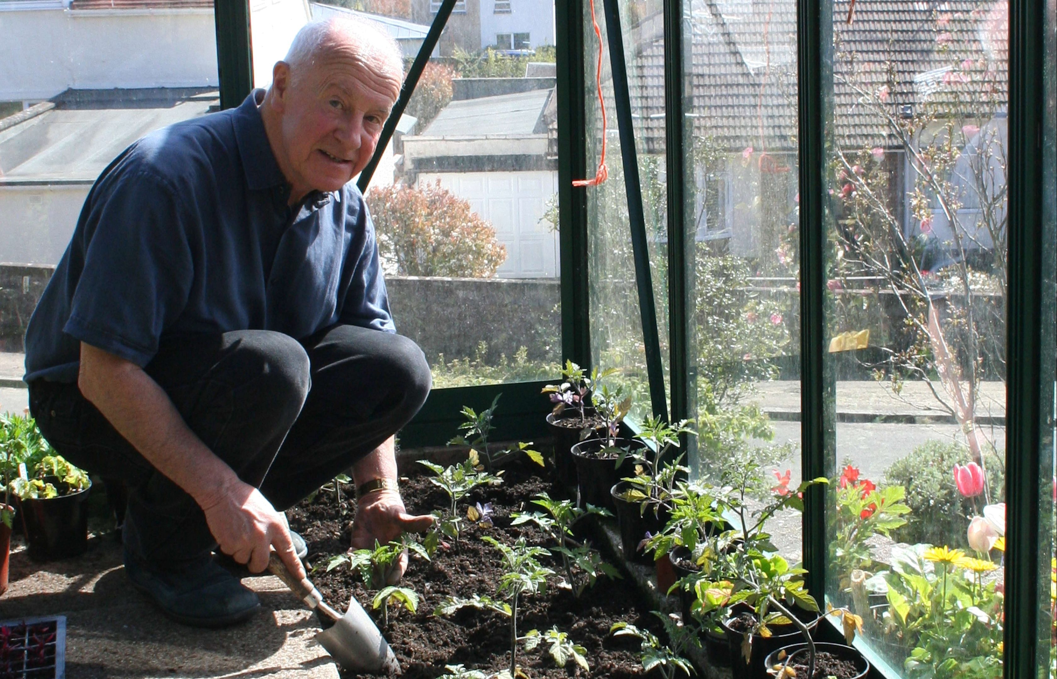 John planting tomatoes in the greenhouse.
