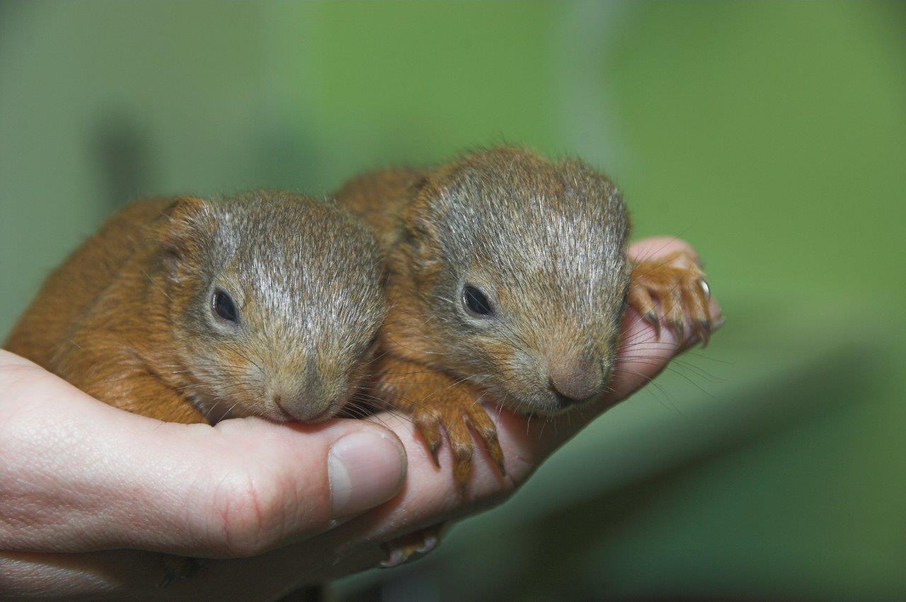 The tiny squirrels are recovering at the Scottish SPCA rescue centre after being found in Dundee.