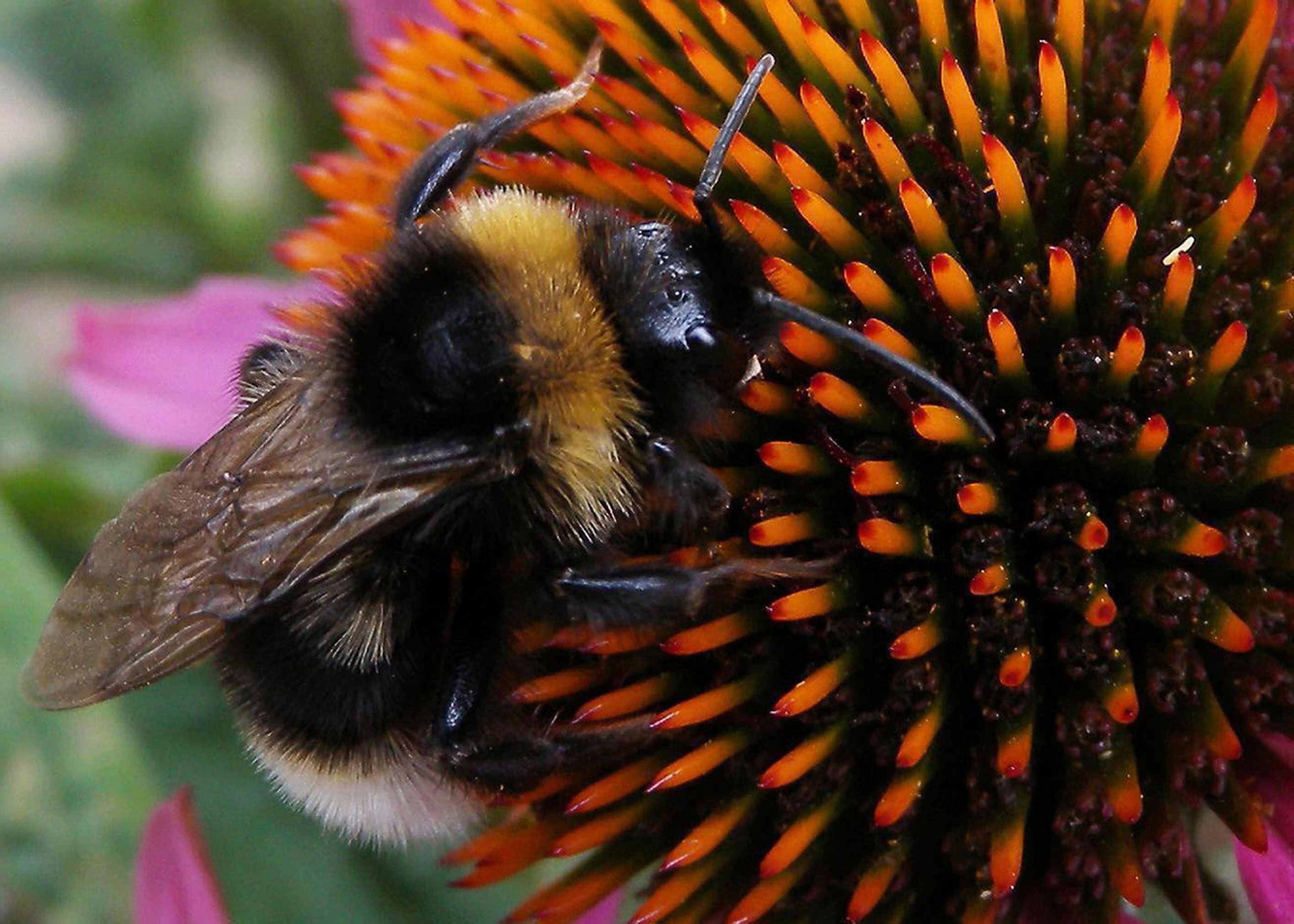 A bumblebee at work. Researchers now believe certain pesticides are stunting their ability to pollinate.