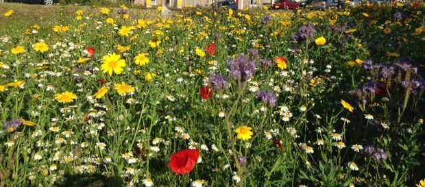 Wildflower meadows are in decline