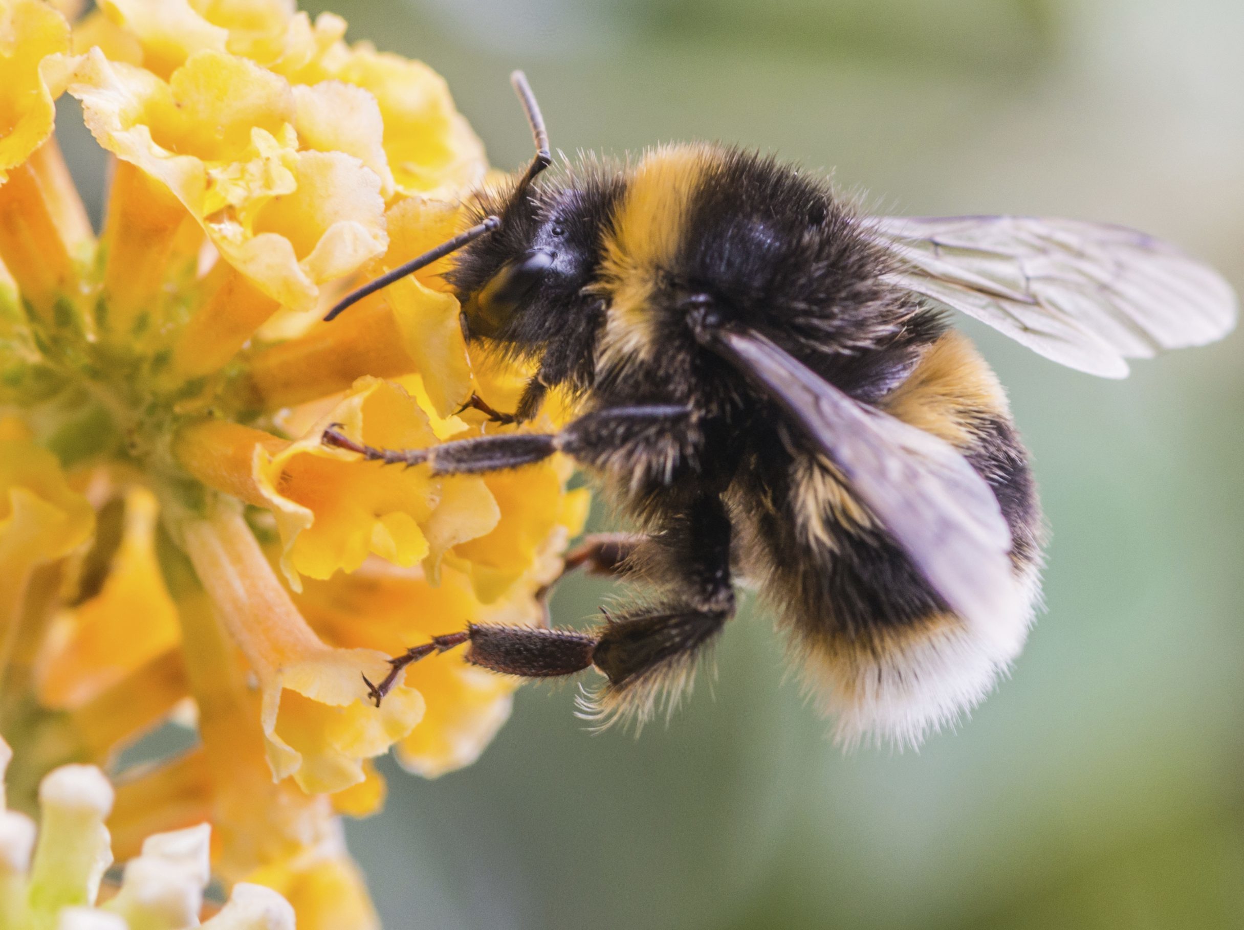 Bee colonies have been destroyed.