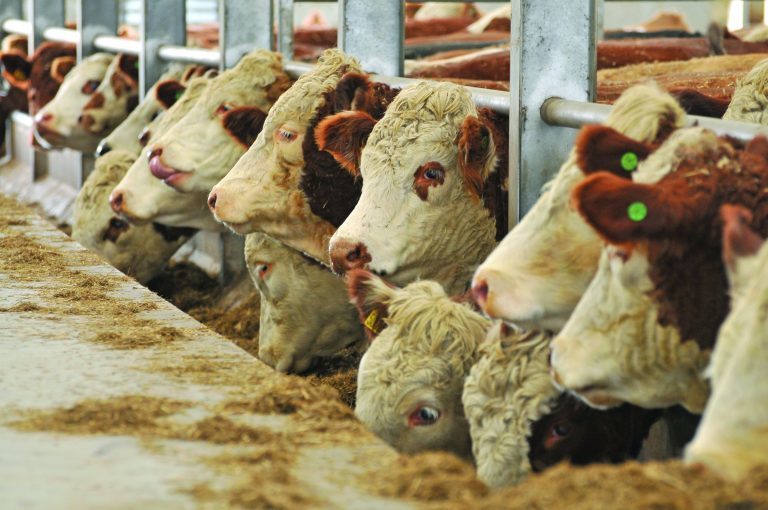 Beef scheme offers "real benefits" for farm businesses