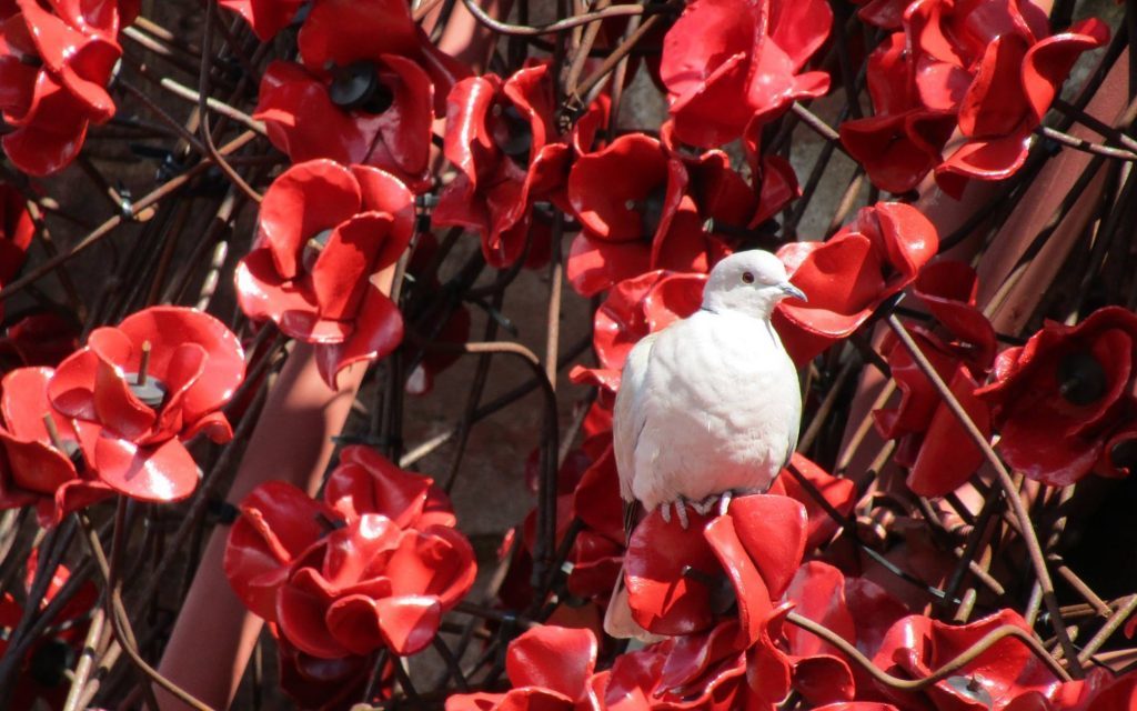 A pair of collared doves which have nested in among the weeping window poppy display at St Magnus Cathedral 