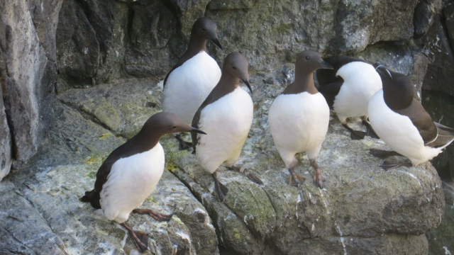 The elderly guillemot is pictured second from the left.