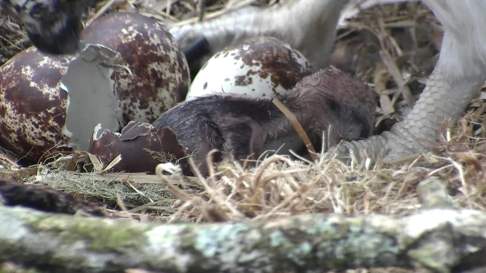 The osprey chick hatched at 3.18pm