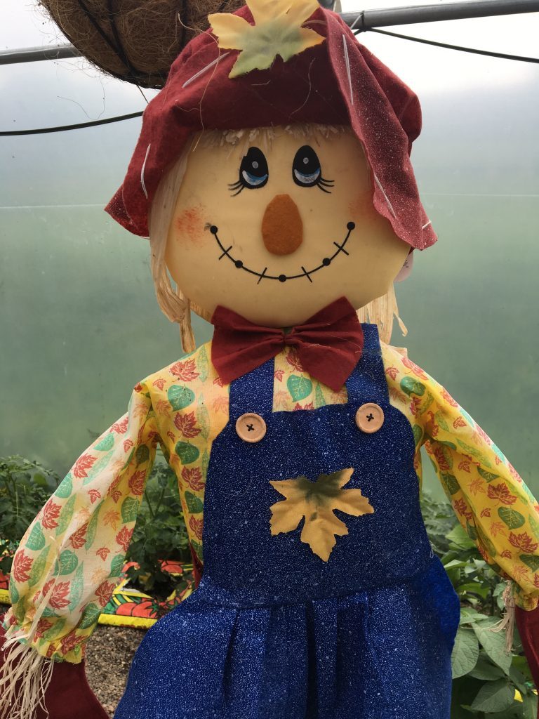 A friendly scarecrow in the poly tunnel