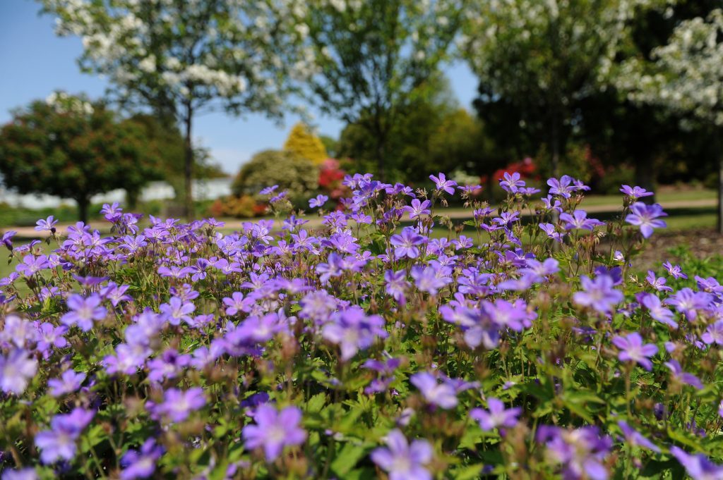 Craigtoun flower beds