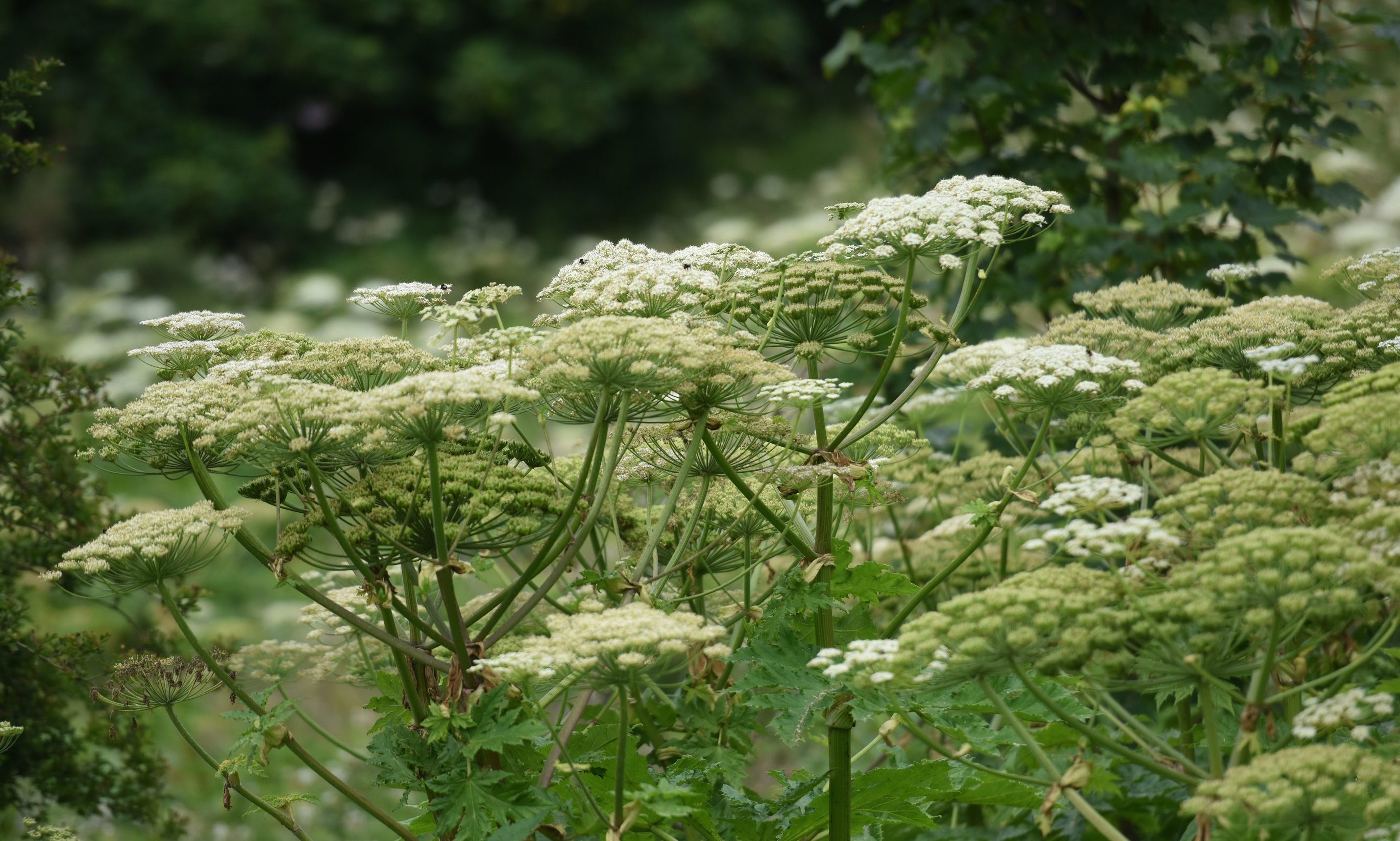 Poisonous Giant Hogweed plants are among a wave of invasive species said to be growing at an alarming rate throughout the region.