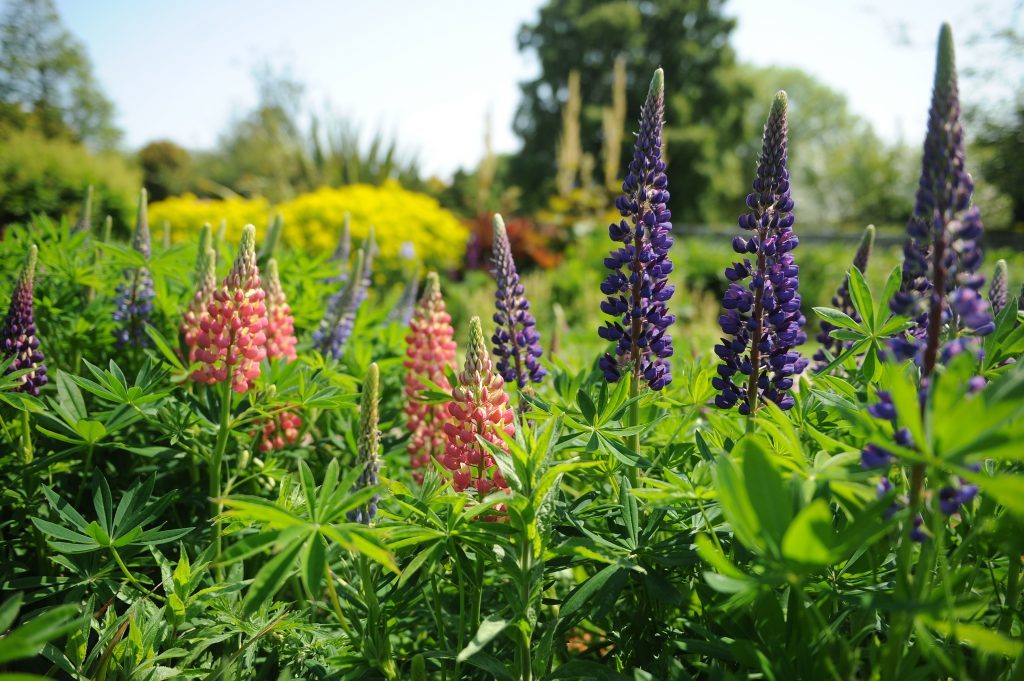 Immaculate flower beds give a splash of colour at Craigtoun Country Park