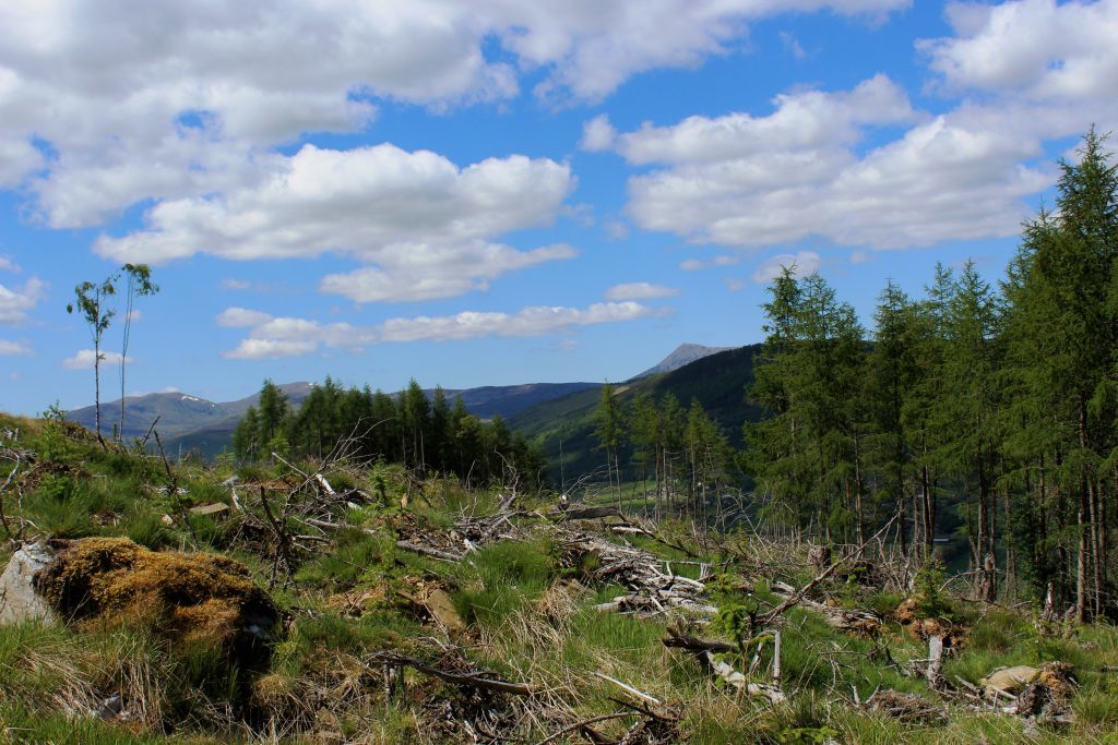 4. Lawers Range and Schiehallion from Bolfracks Wood - James Carron Take a Hike June 18