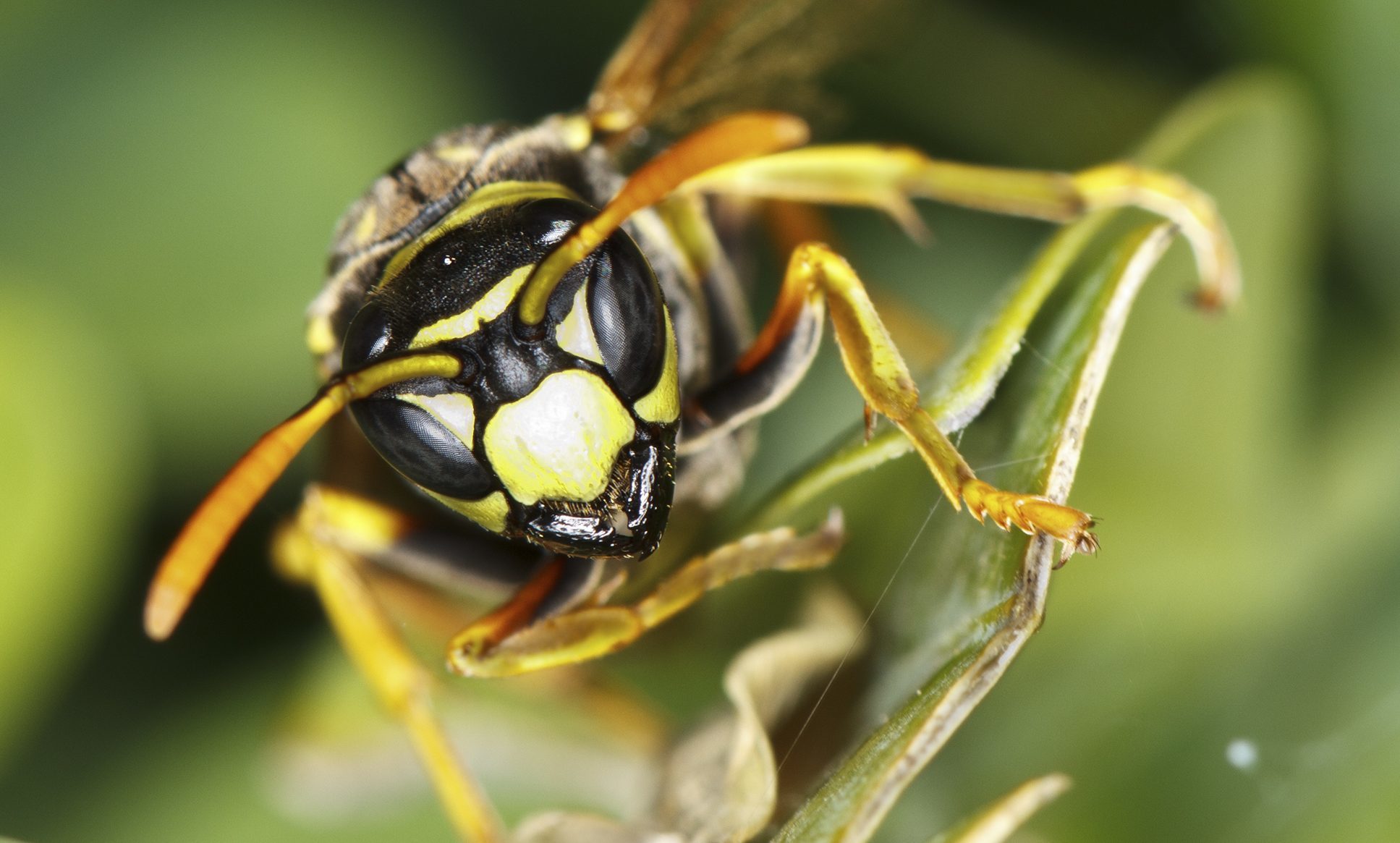 Scientists say wasps play a vital role in maintaining our ecosystem.