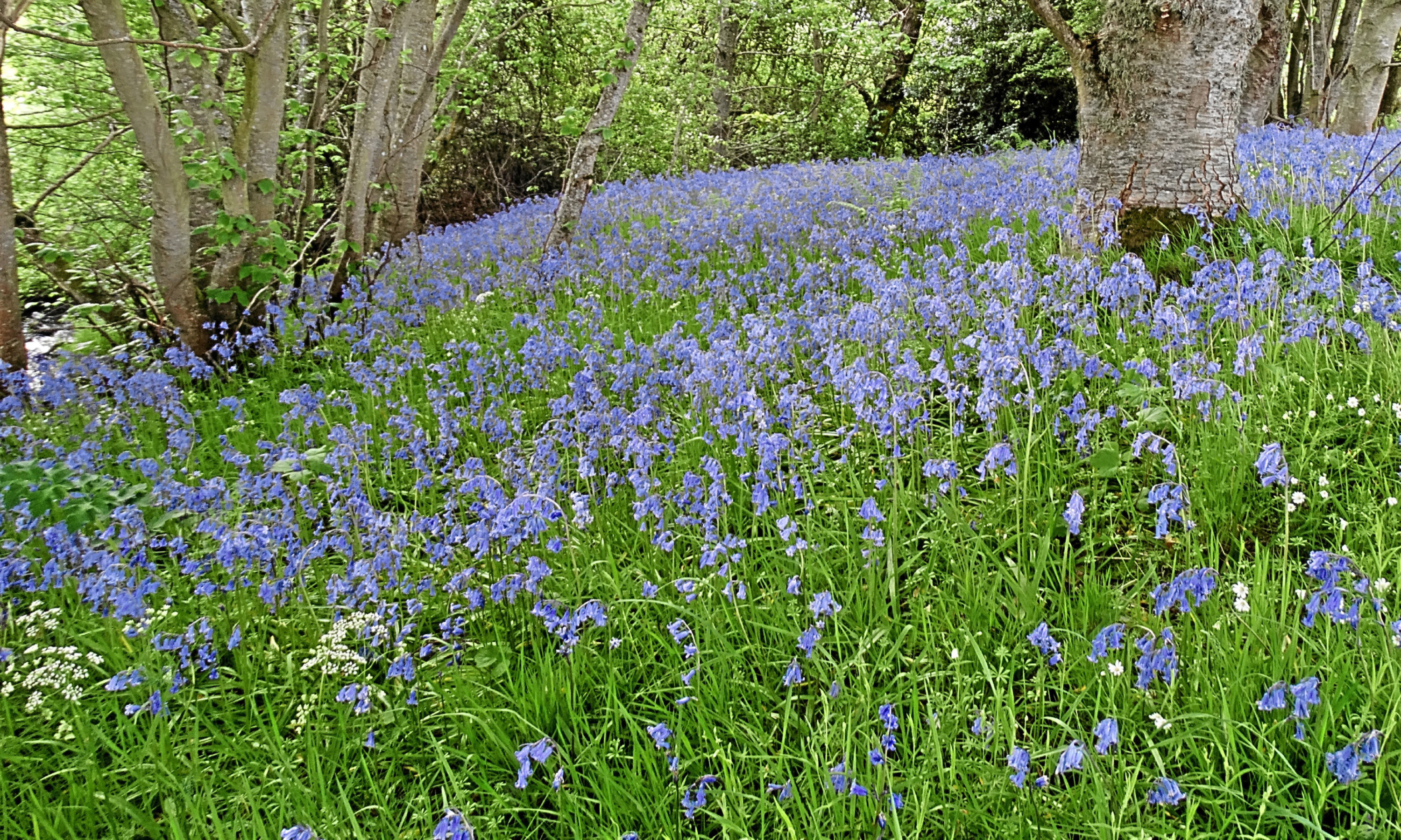 A bank of bluebells on the Black Isle.