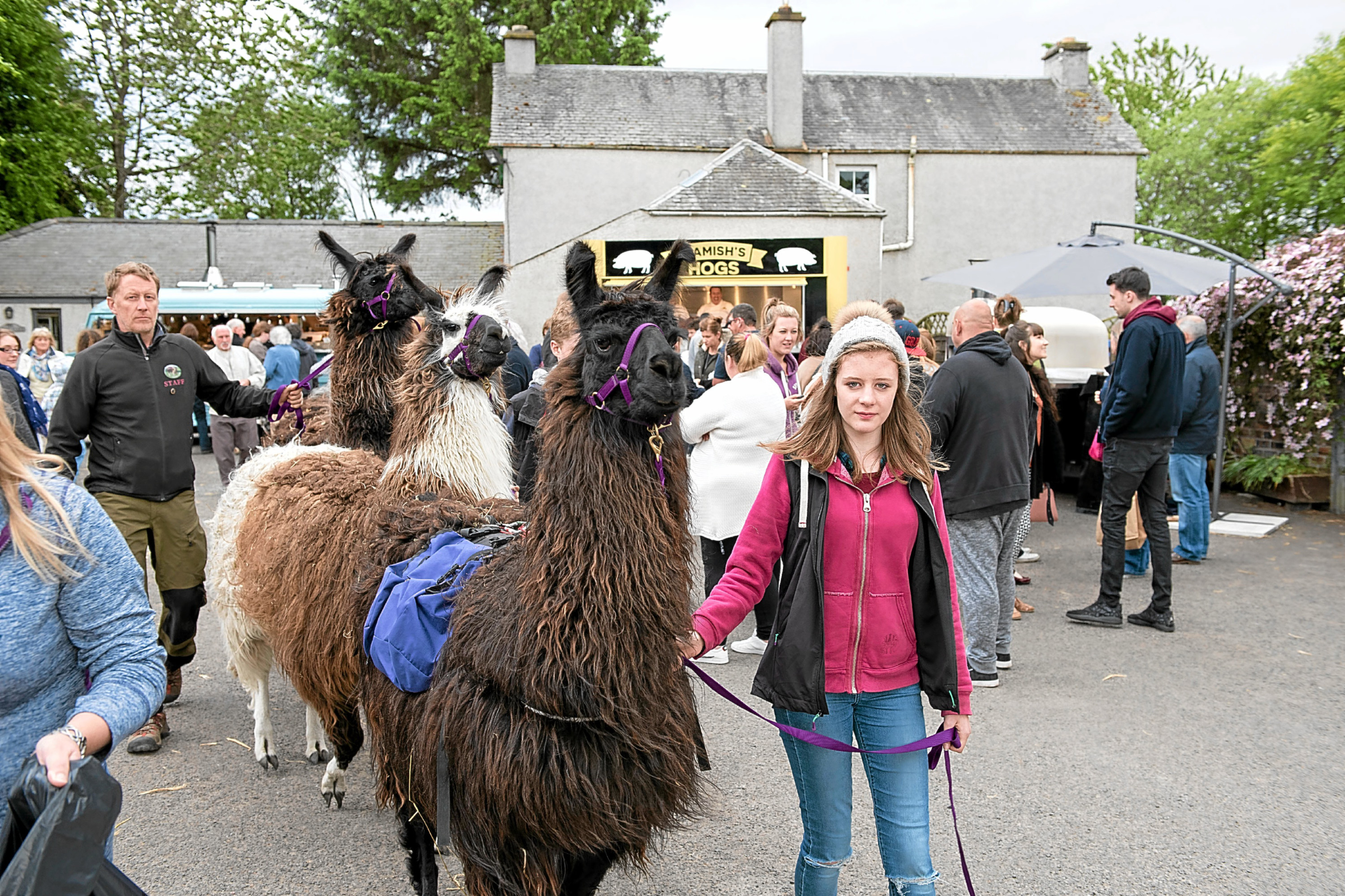 A summer night market at Peel Farm, near Lintrathen featured members of the Angus Food Life group, giving the visiting public the chance to sample local produce from suppliers including Fresh Food Express, Artisana, Muckle Backit Oven, Hamish Hogs, The Gin Bothy and Kirrie Ales, as well as meeting a trio of llamas. 
The group has been set up to establish the high quality food and drink available in Angus and will be staging a series of pop-up events.


© Andy Thompson Photography / ATIMAGES 

No use without payment. 
 

20160602- Summer Night Market at Peel Farm featuring members of The Food Life group. It was a busy evening at Peel Farm where members of the public got to sample local produce from suppliers Fresh Food Express, Artisana, Muckle Backit Oven, Hamish Hogs, The Gin Bothy and Kirrie Ales and also meet a trio of lamas. 

© Andy Thompson Photography / ATIMAGES 

No use without payment.