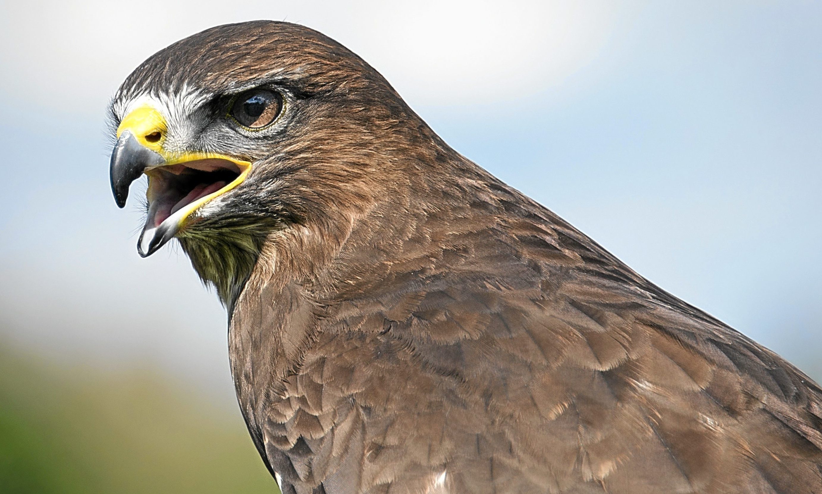 A common buzzard.