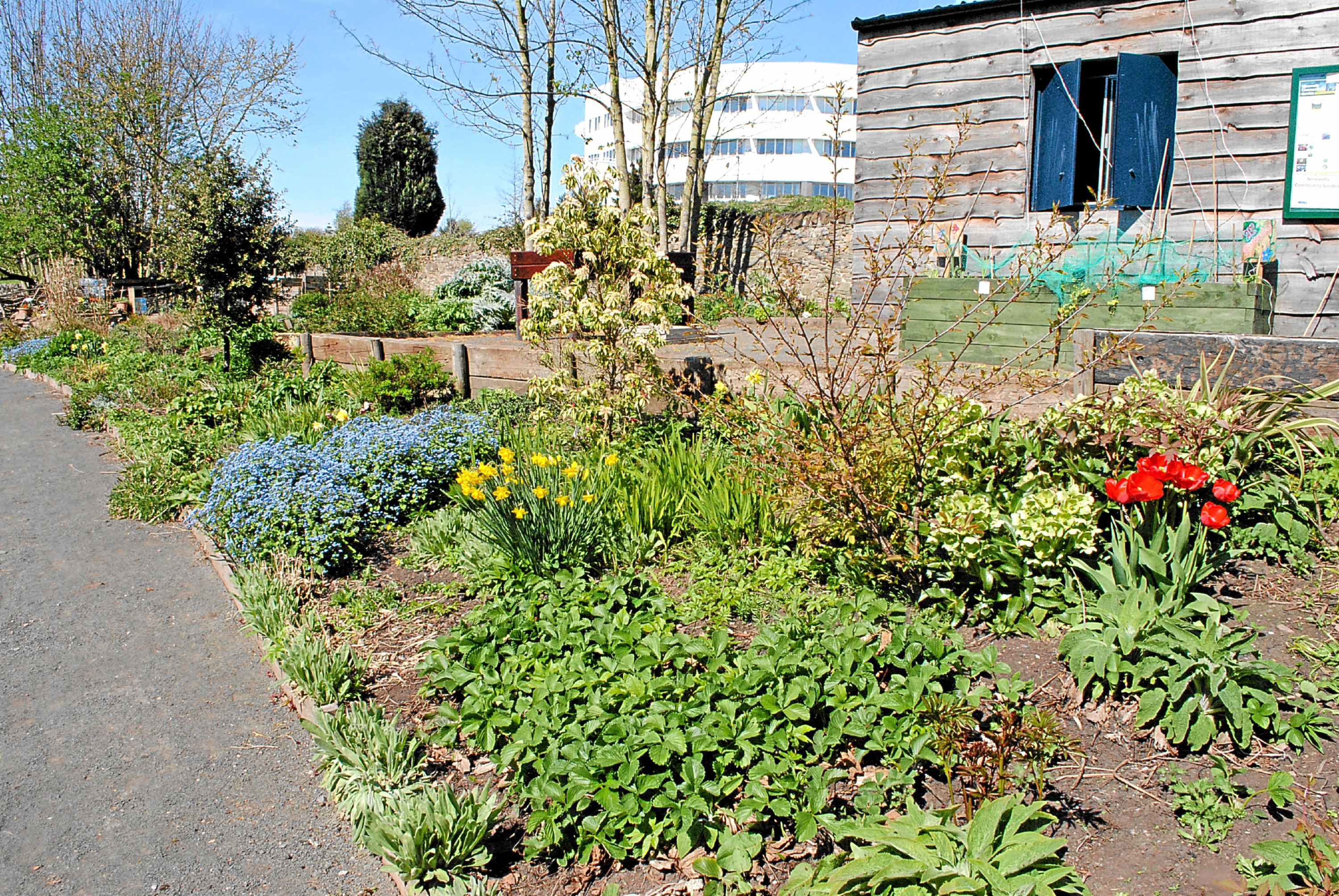 The Ninewells Community Garden.