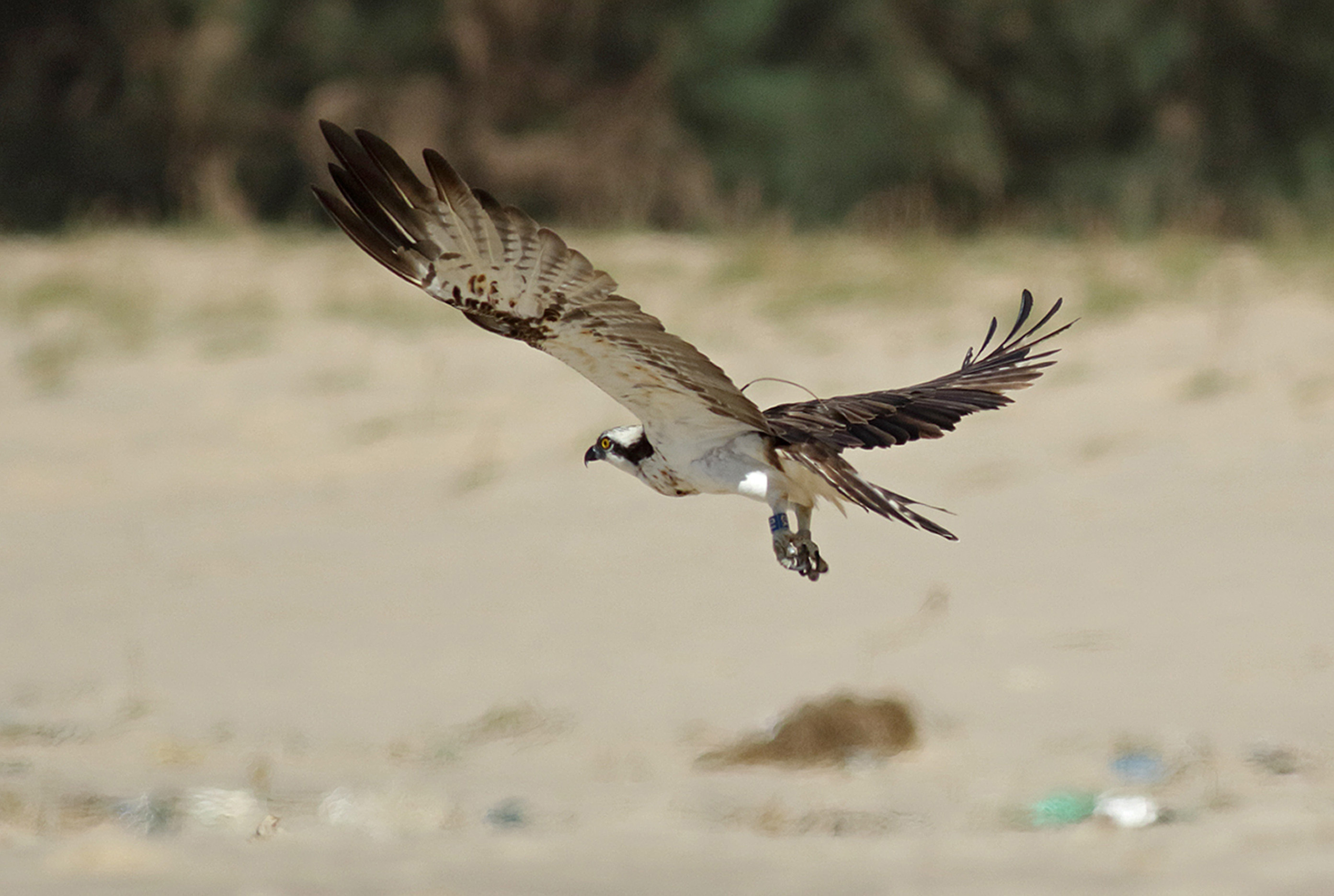 Missing Osprey found in Senegal