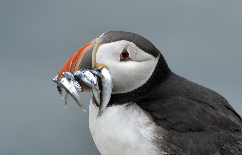 A puffin on the Farne Islands.
