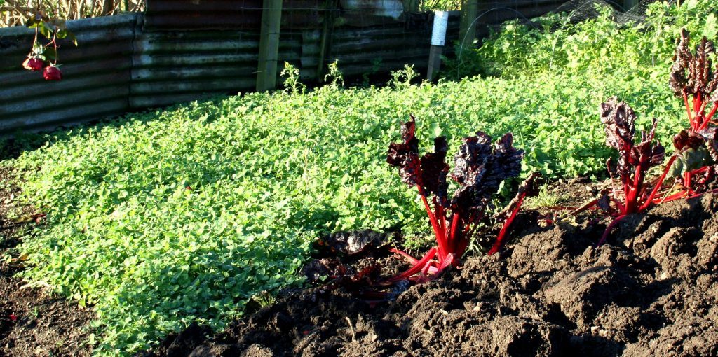 Clover green manure crop