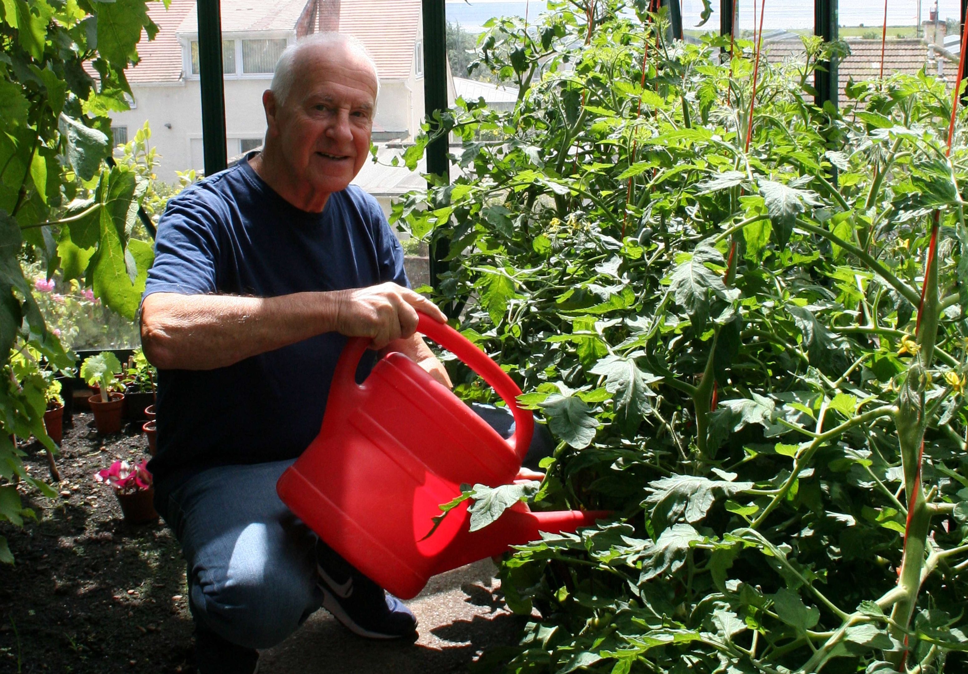 Feeding the tomatoes