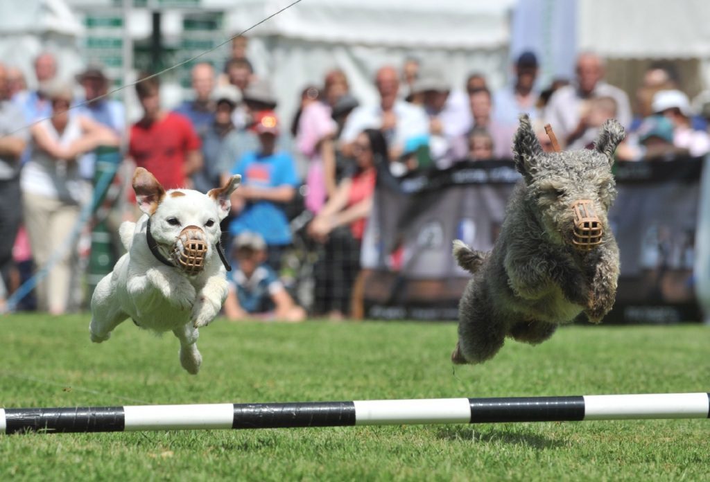 Terrier racing. www.RobMcDougall.com 07856 222 103 info@robmcdougall.com Copyright Rob McDougall 2015 No sales or syndication