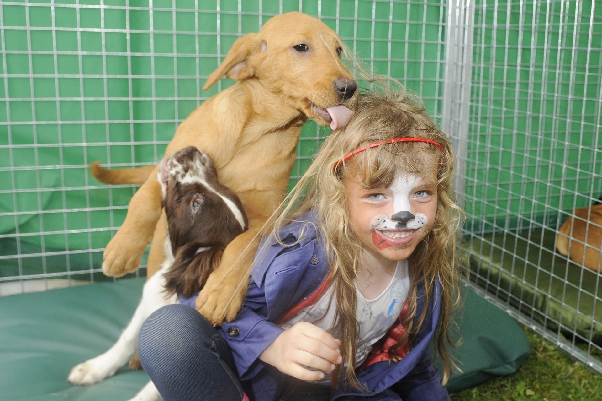 Amelia Marshall (5) from Edinburgh with some trainee gundogs.