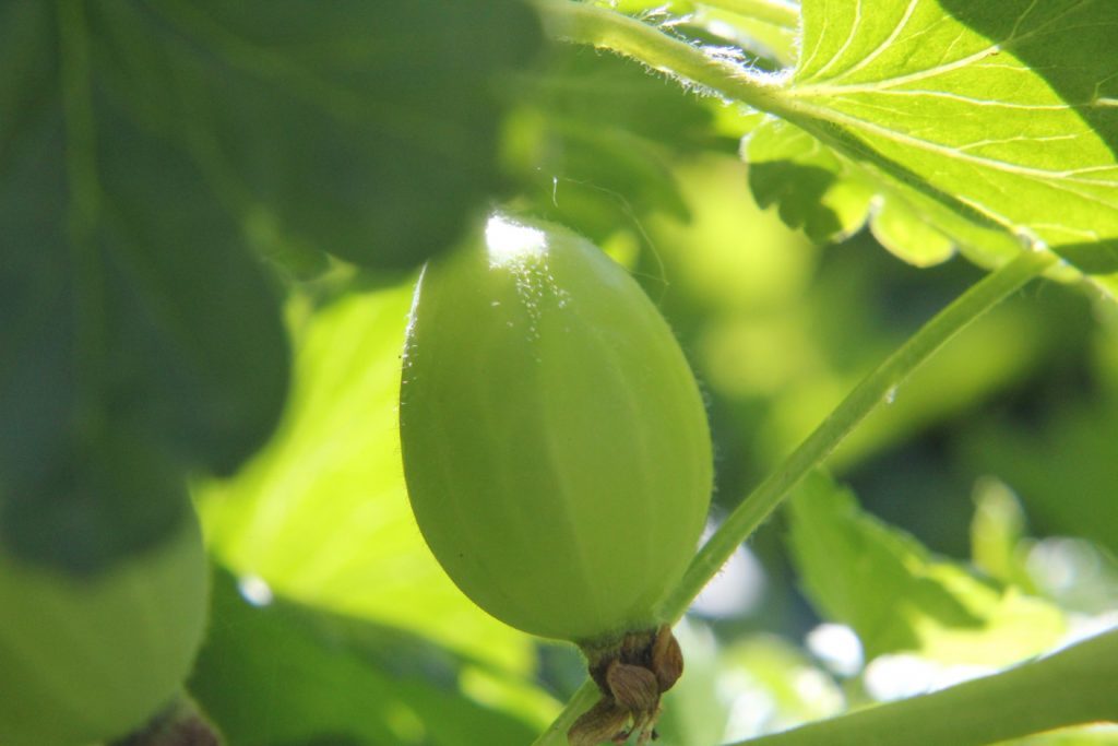 Gooseberries looking just about ready to eat.