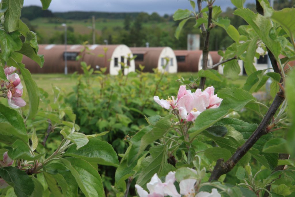 The Community Orchard is in the middle of Cultybraggan Prisoner of War Camp.