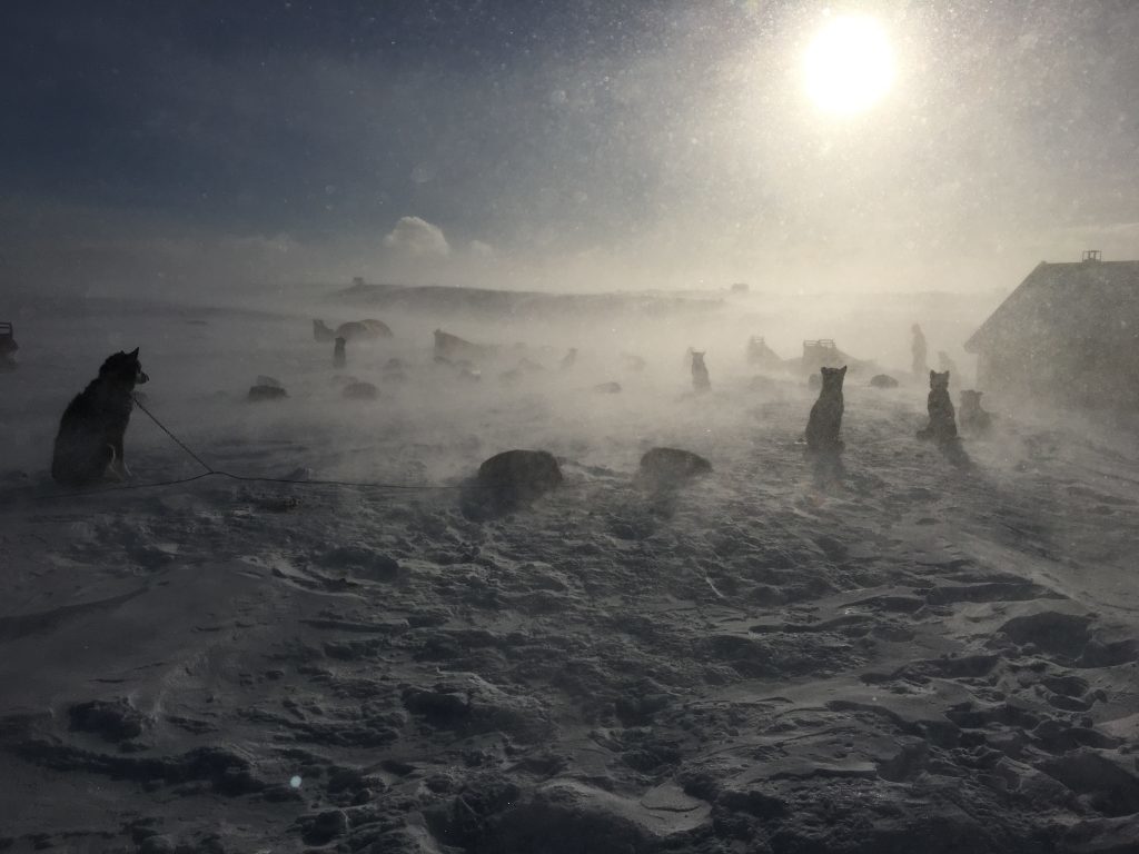 The dogs wait at the camp