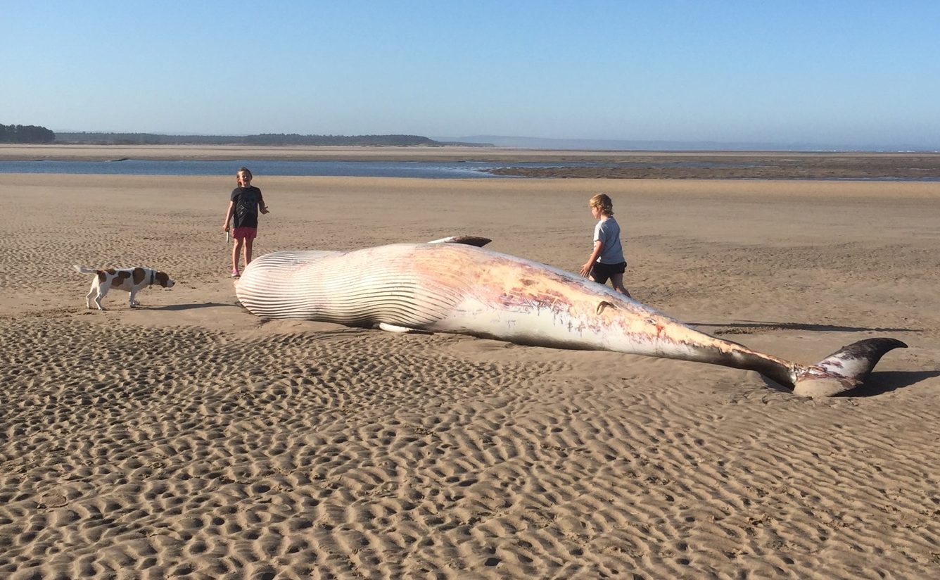 The whale washed up on the West Sands in St ANdrews.