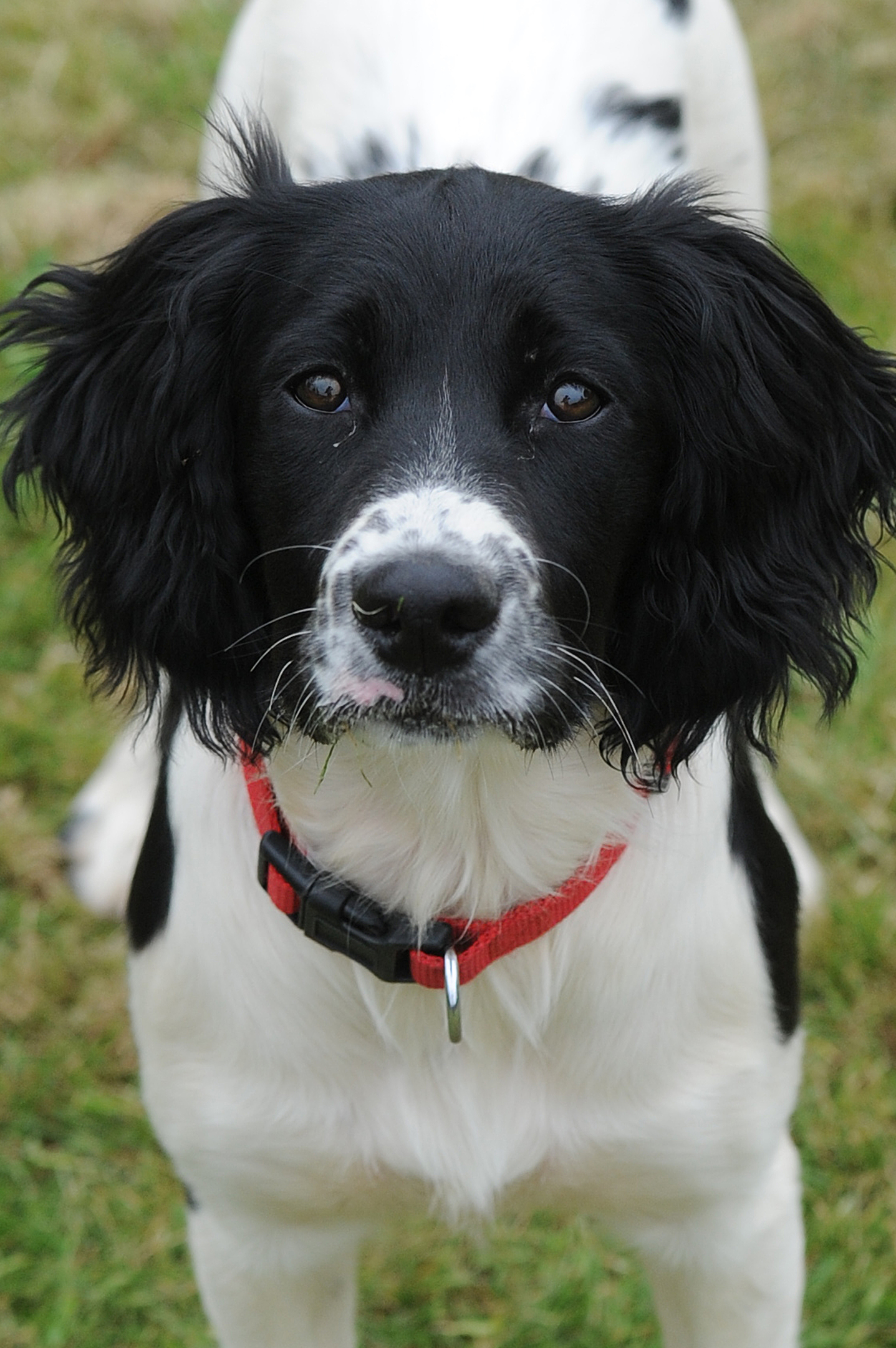Courier News - Perth - Kirsty McIntosh - First dog to be donated as part of the Bravehound charity who provide companion dogs to PTSD victims. Picture shows; Irma the Springer Spaniel who is the first puppy to be donated to a victim of PTSD, 24 Northfield Road, Guildtown, Friday, 03 June 2016