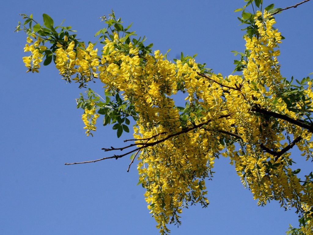 Laburnum