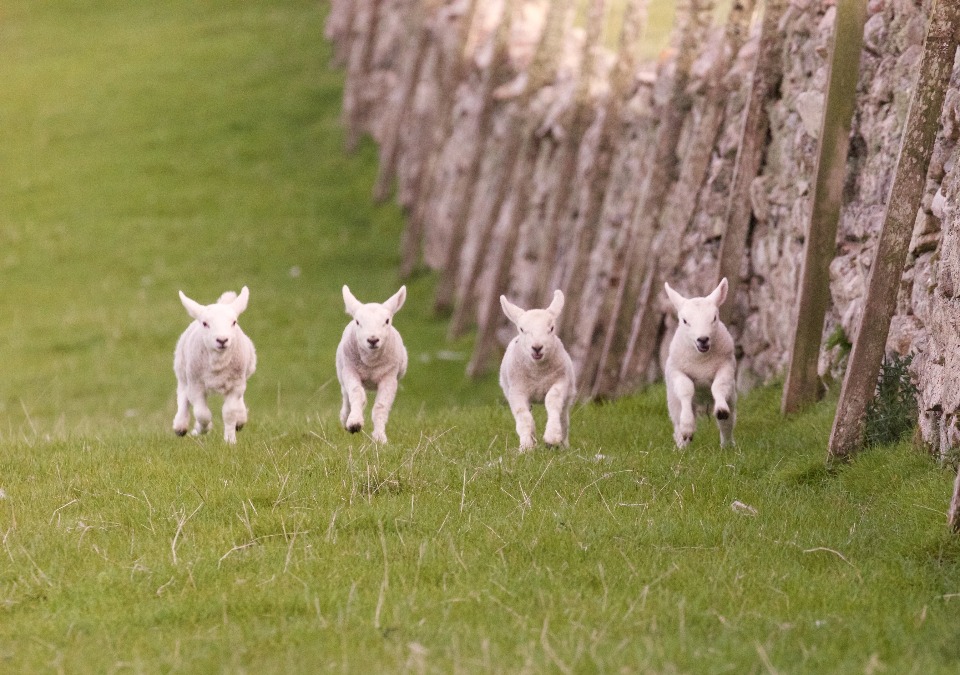 Watching lambs at play is one of the most rewarding aspects of farming