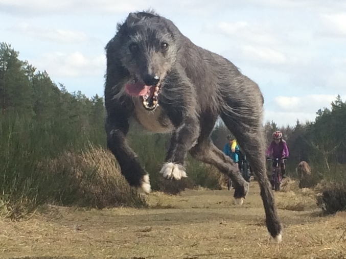 Scot's dog Liath hogs the limelight