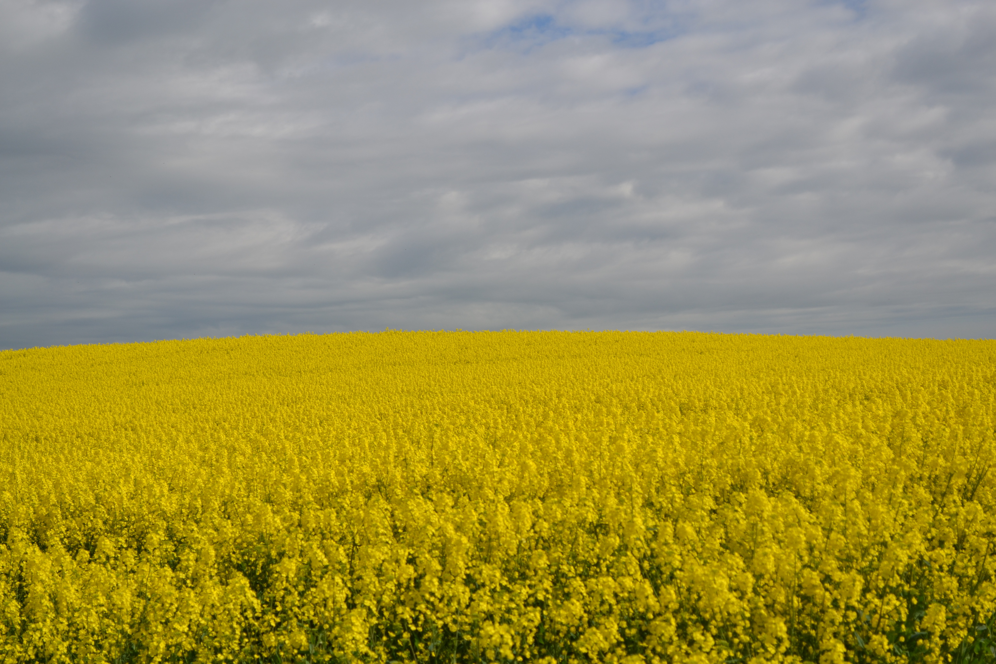 Glyphosate is widely used to control weeds and ripen crops