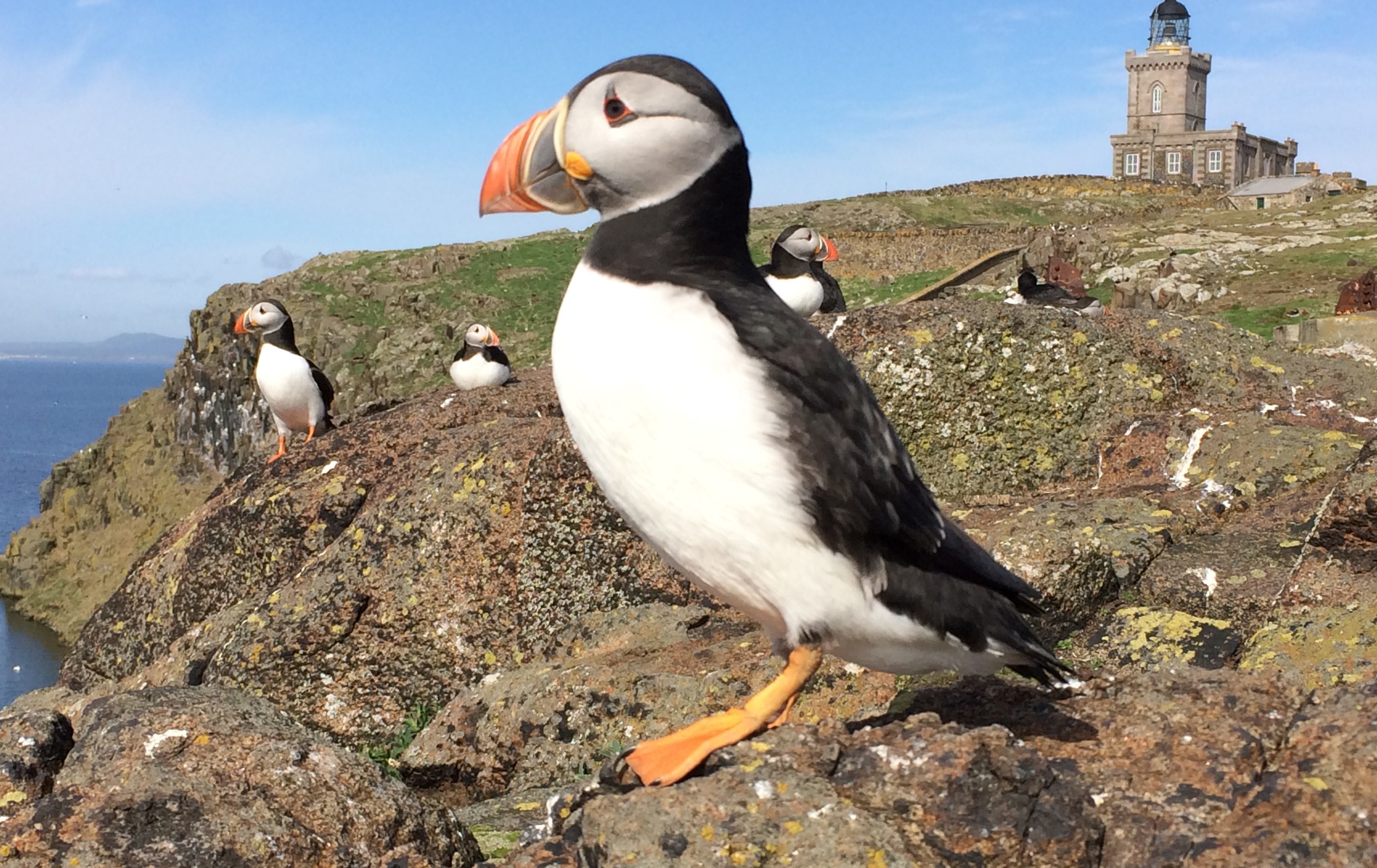 Puffin on Isle of May