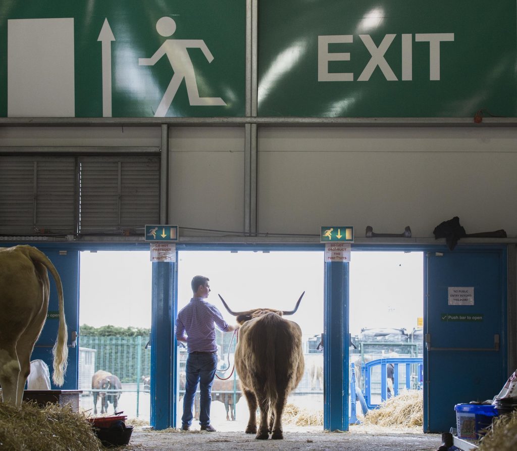 man with Highland cow standing under a large Exit sign.