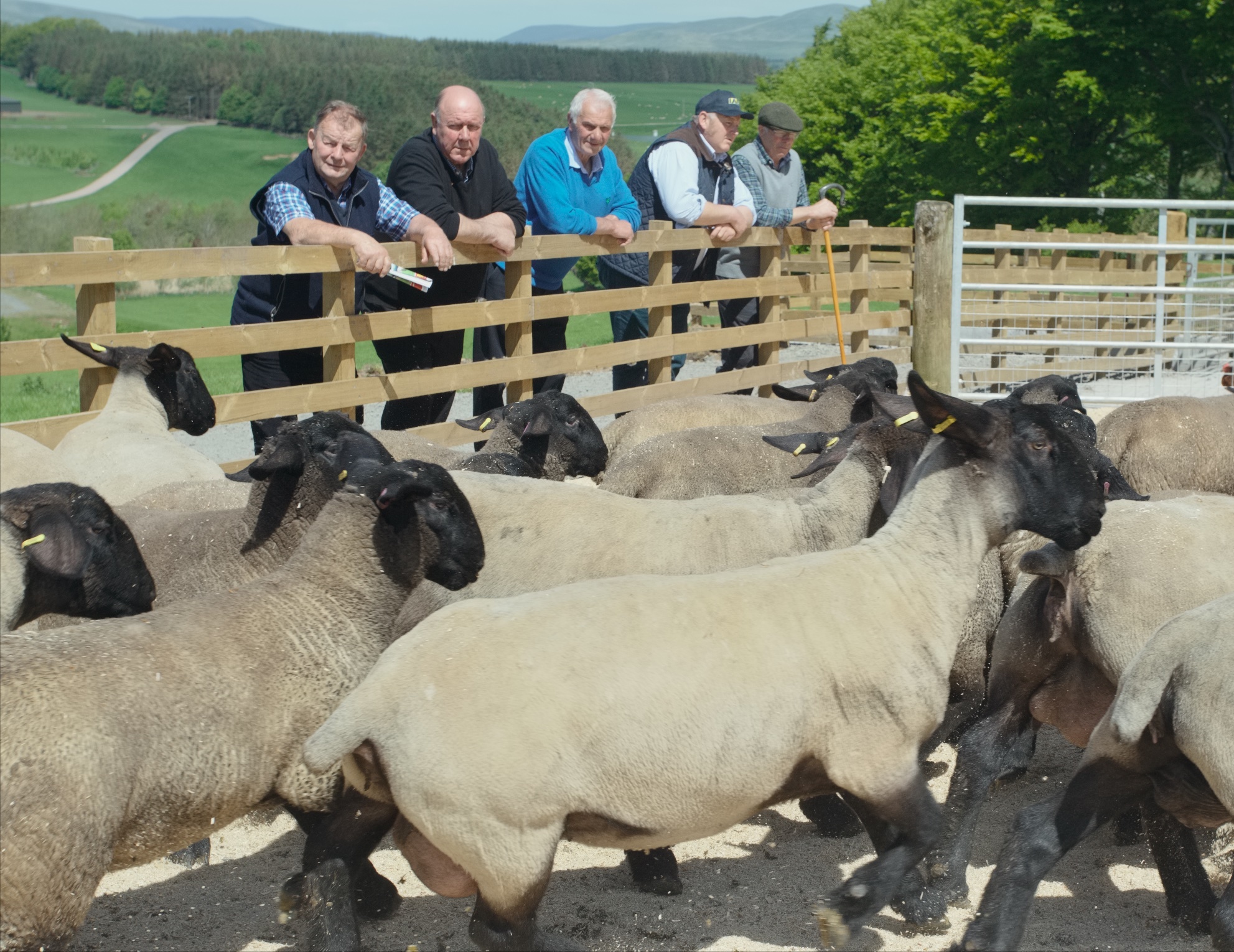 More than 40 breeds were on show at Scotsheep