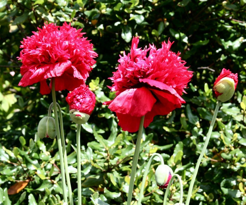 Red opium poppy