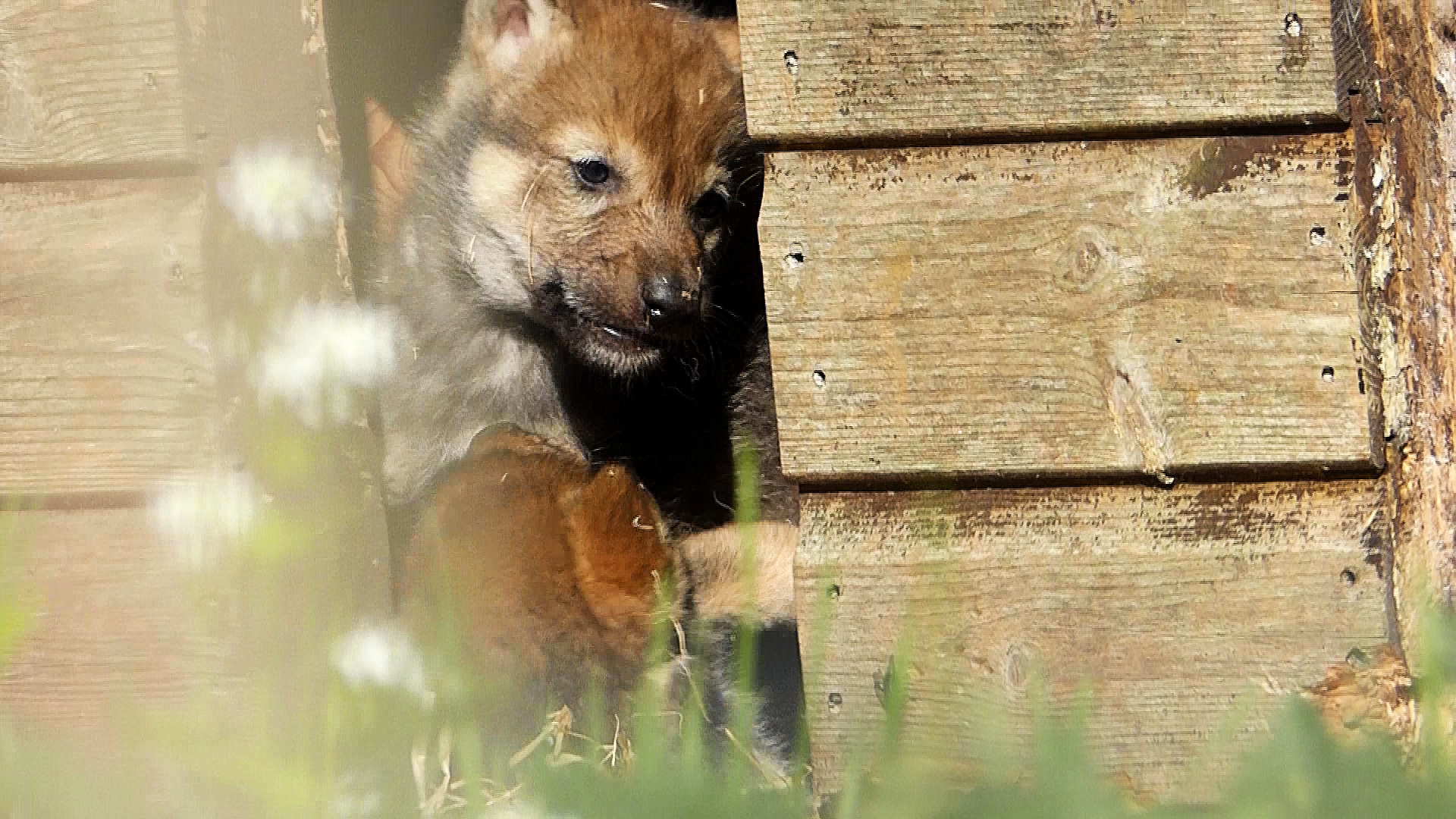 The cubs playing at Camperdown